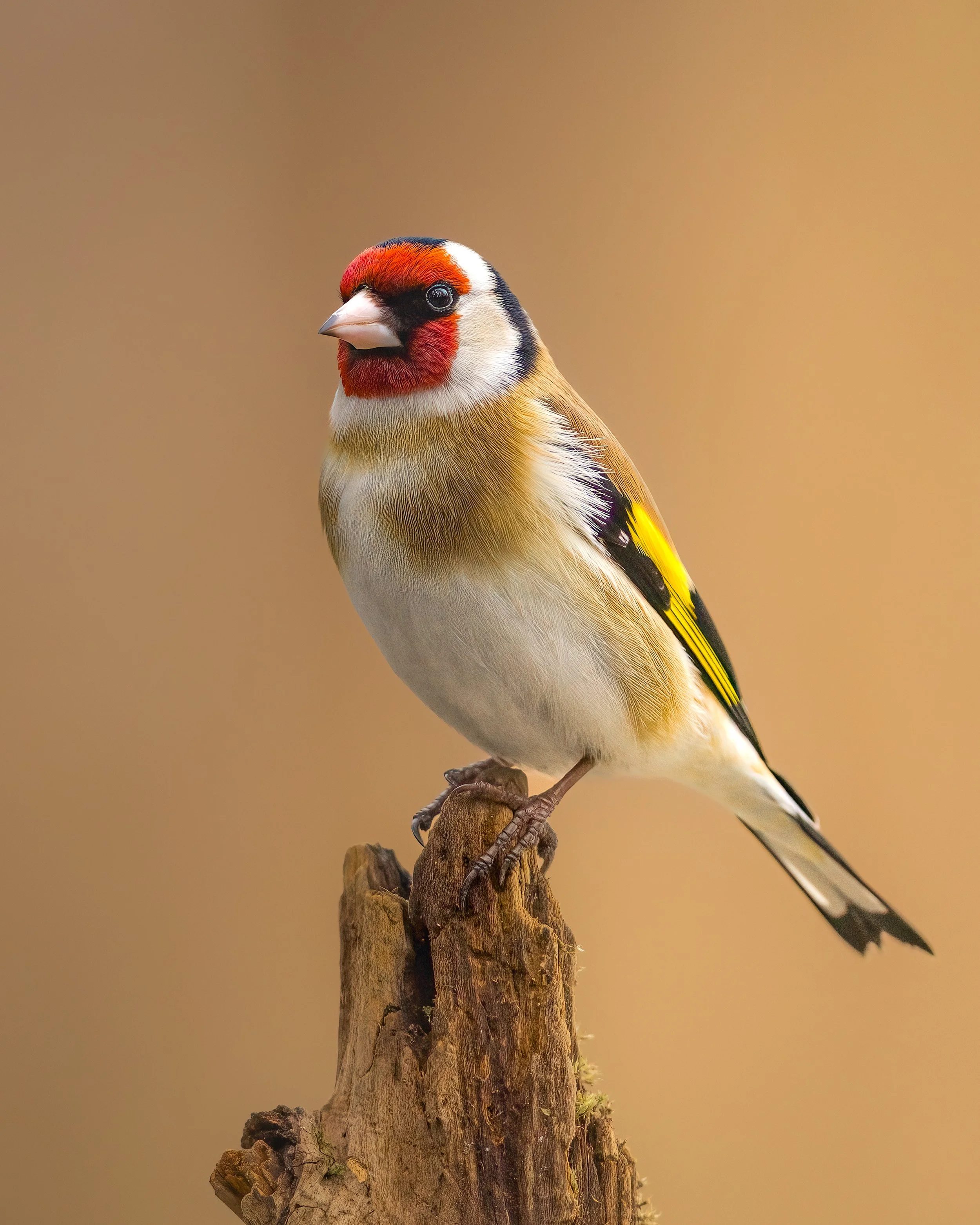 _L6A9702 3-DeNoiseAI-clear.jpeg