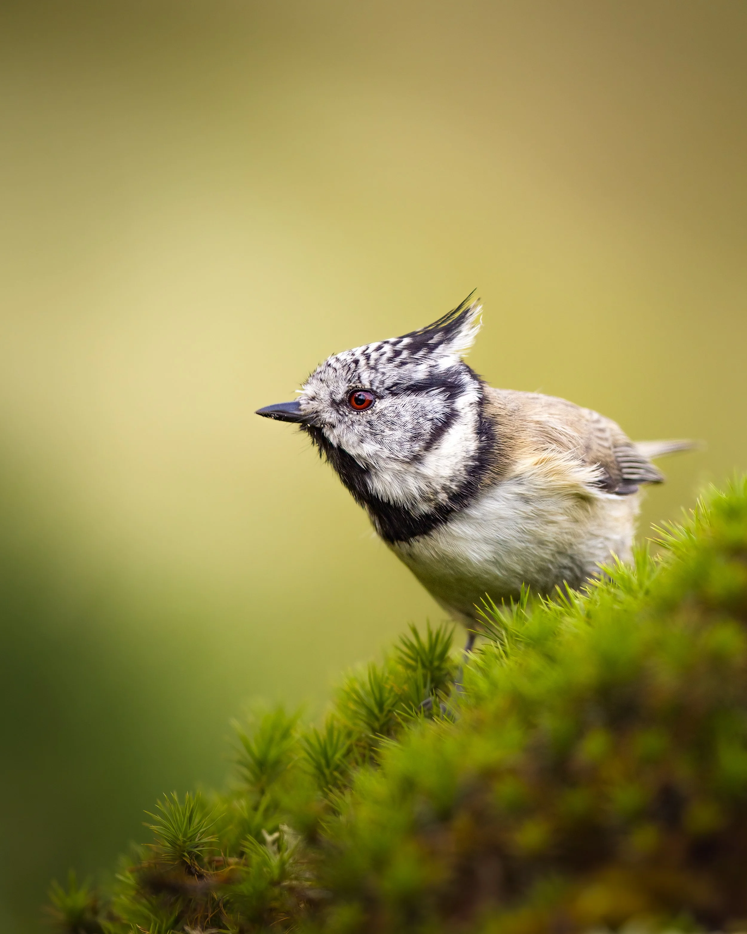 _L6A3243-DeNoiseAI-clear (1).jpeg