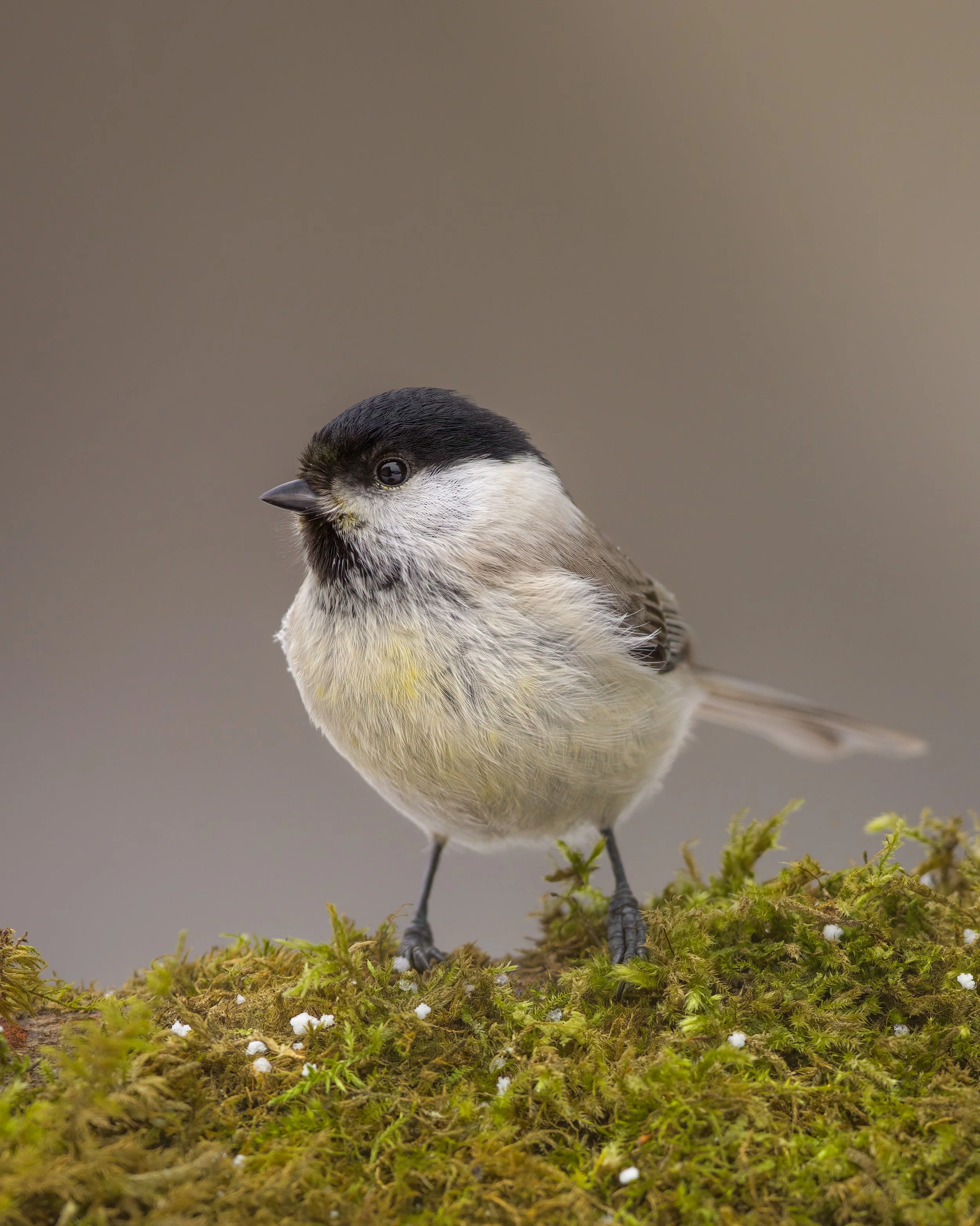 _L6A6749-DeNoiseAI-clear (1).jpeg