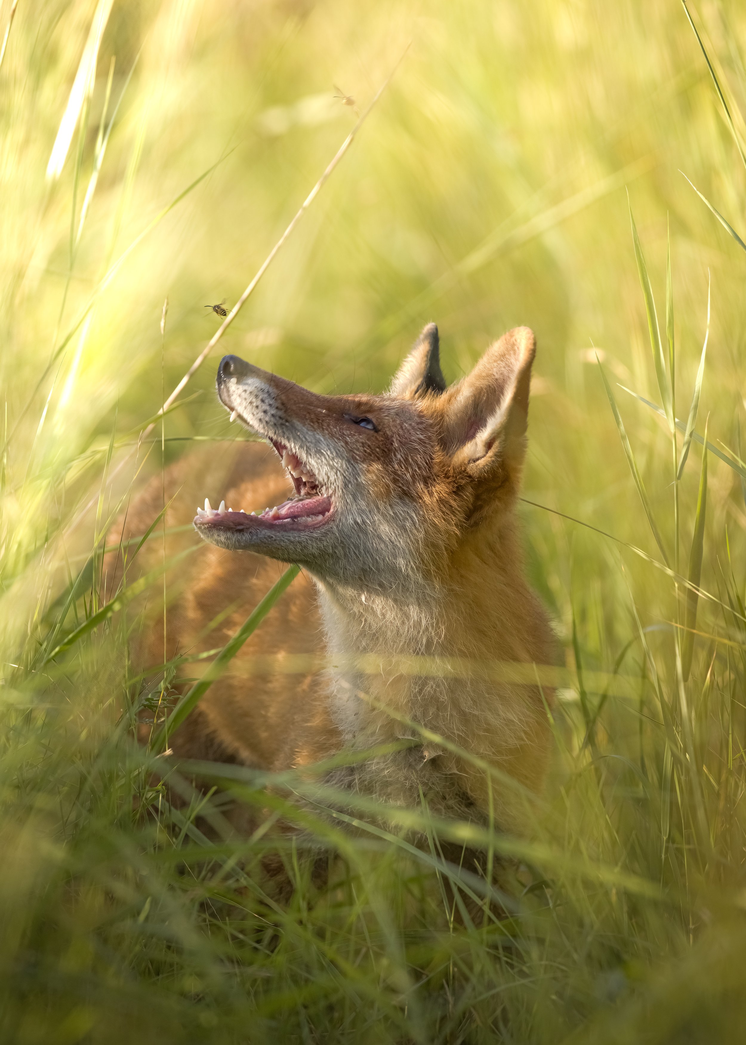 _L6A9852-DeNoiseAI-clear 2.jpeg