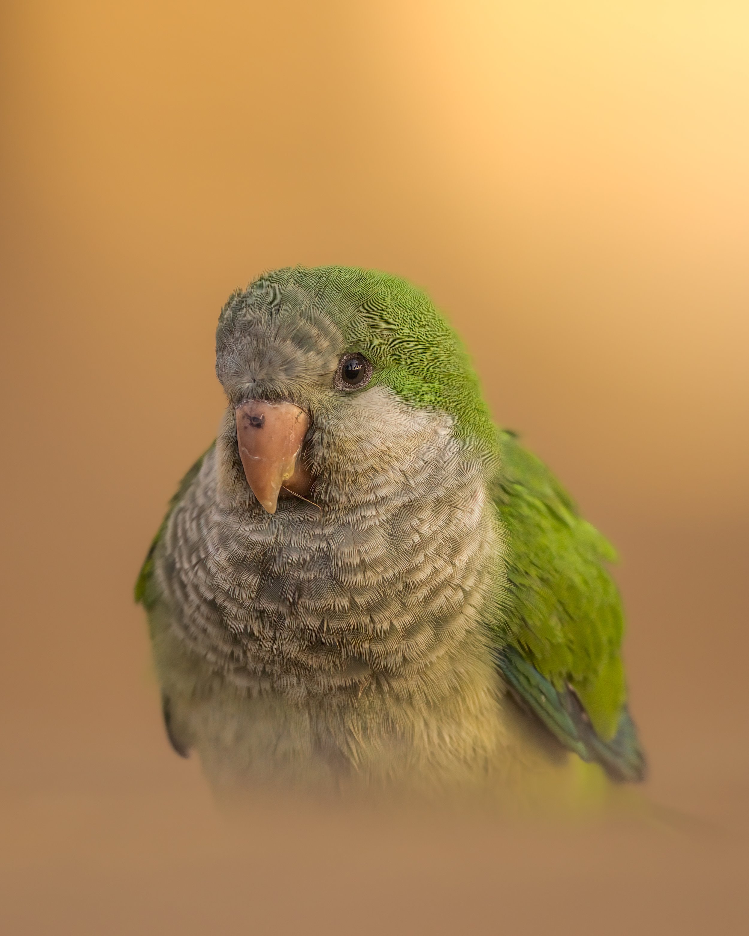 _L6A9382 2-DeNoiseAI-clear.jpeg