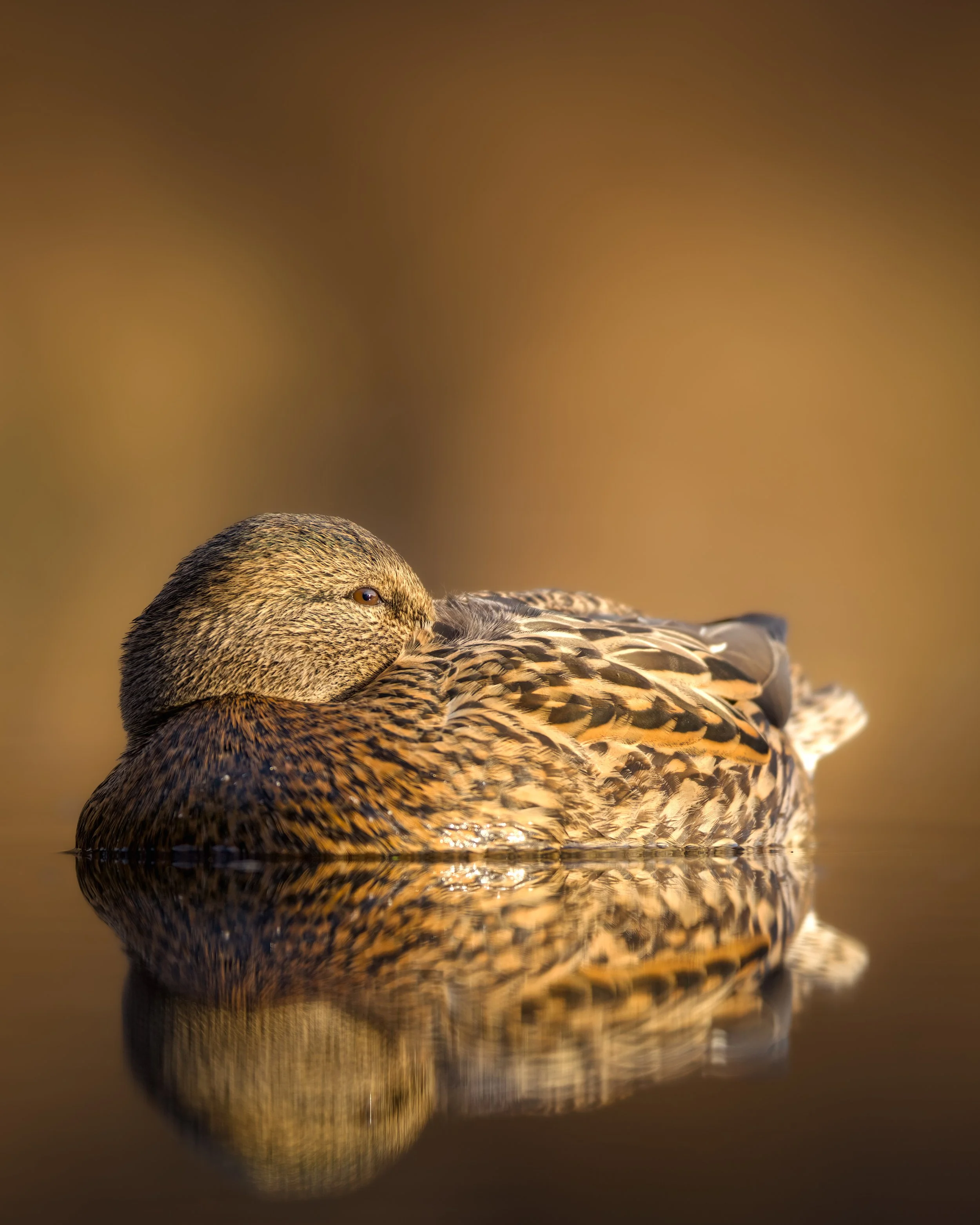 _L6A8113-DeNoiseAI-clear (1).jpeg