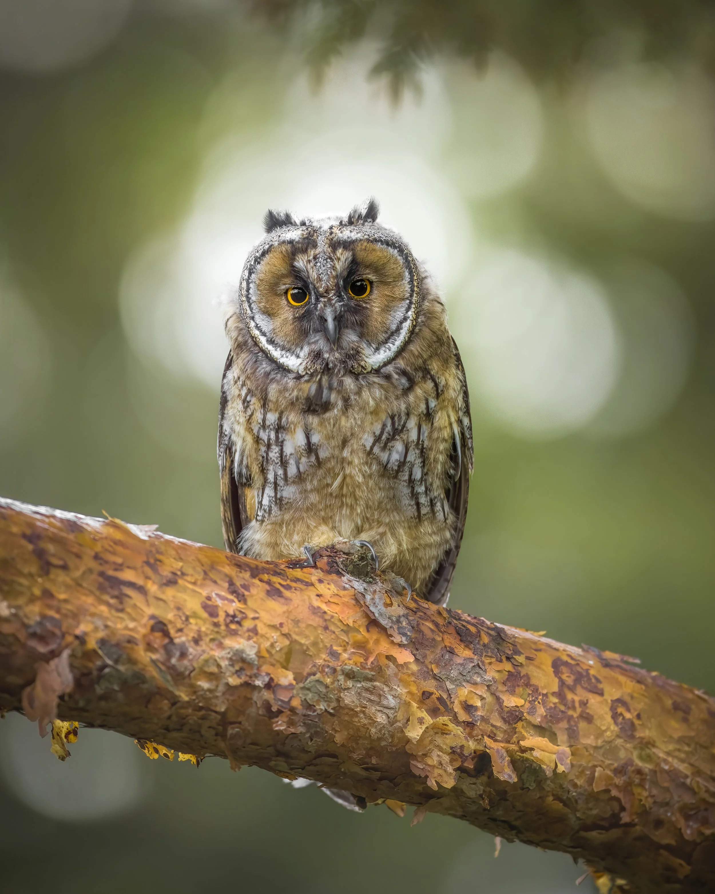 _L6A4135 2-DeNoiseAI-raw.jpeg