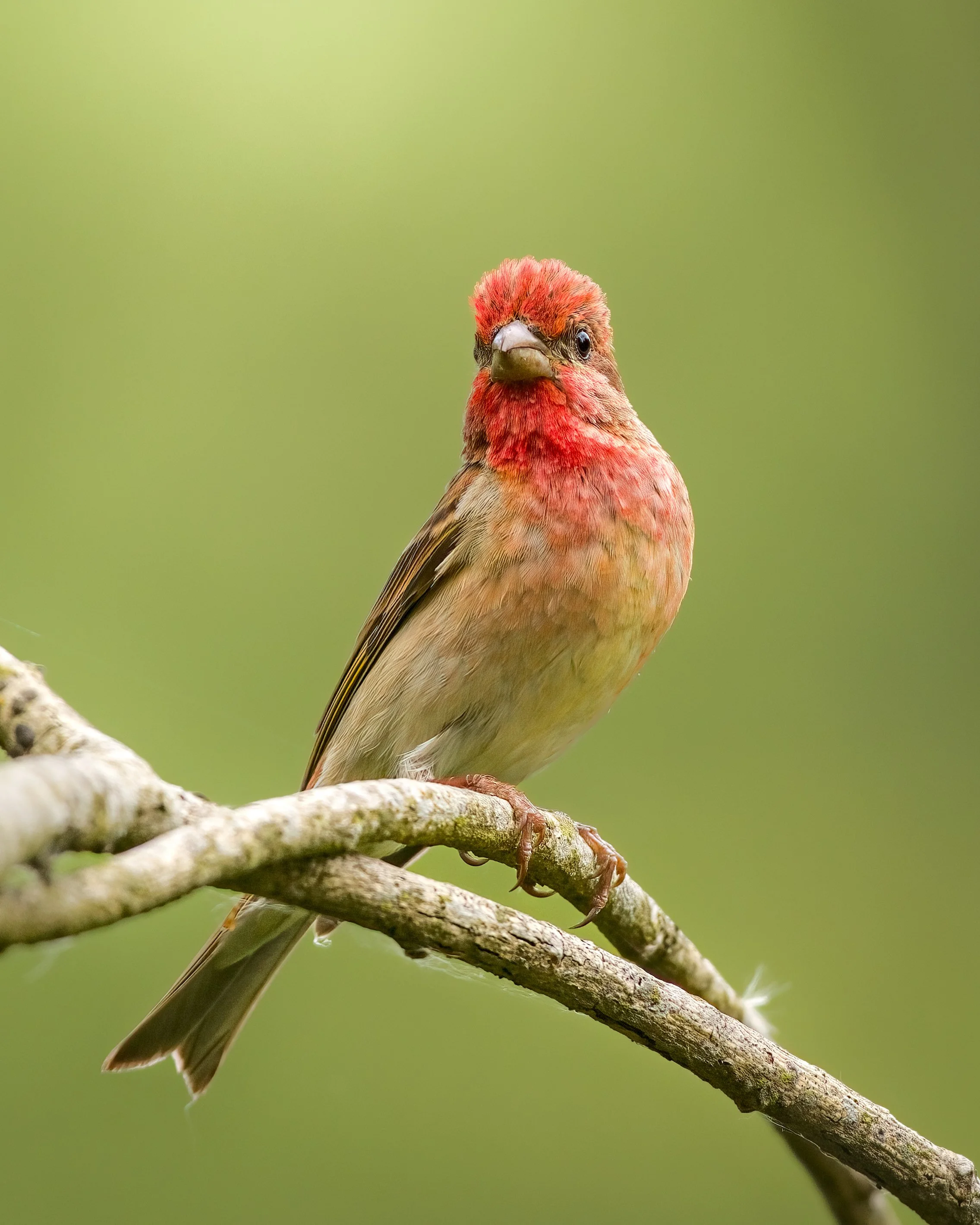 _L6A3289-DeNoiseAI-clear (1).jpeg