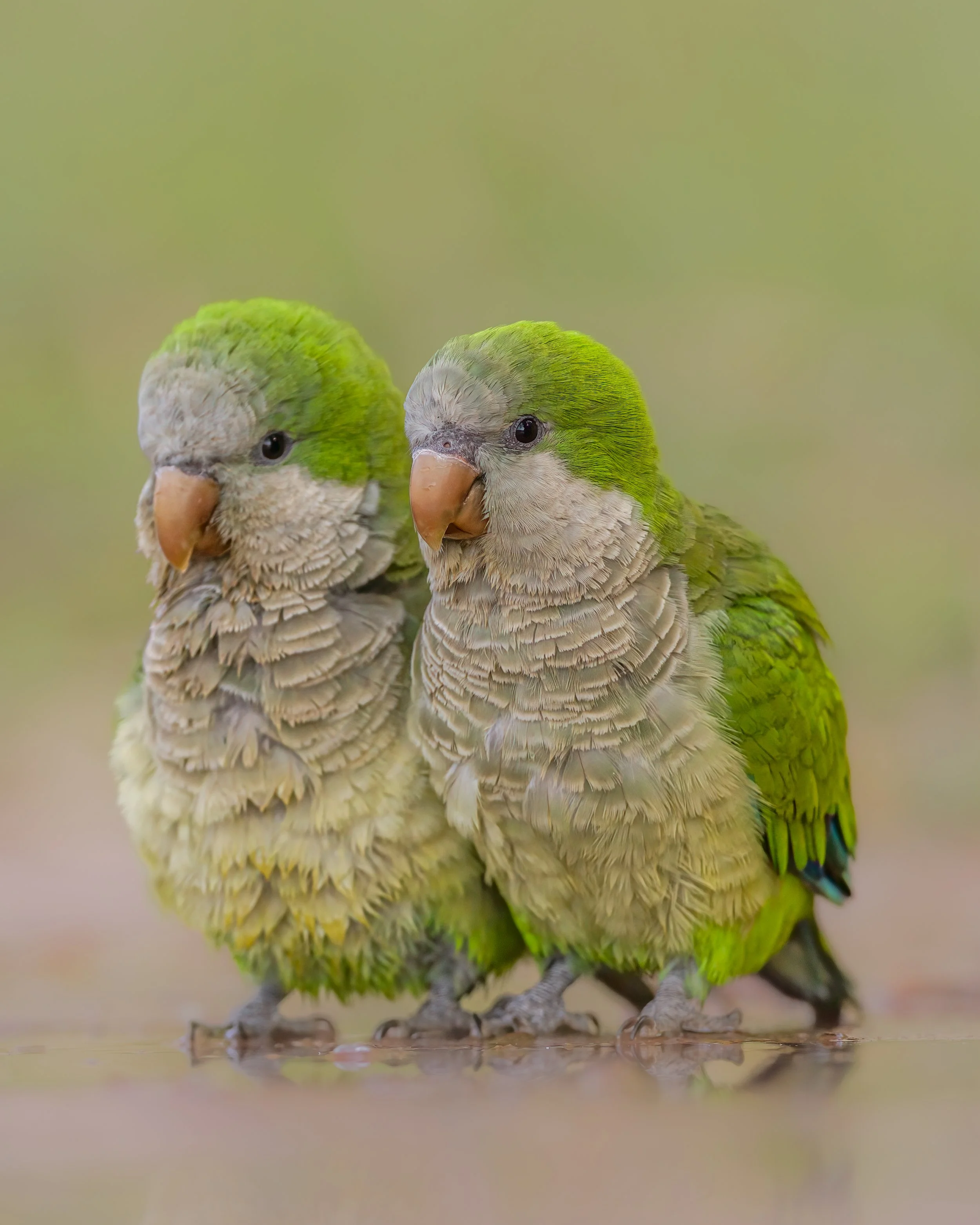 _L6A0110 2-DeNoiseAI-clear.jpeg