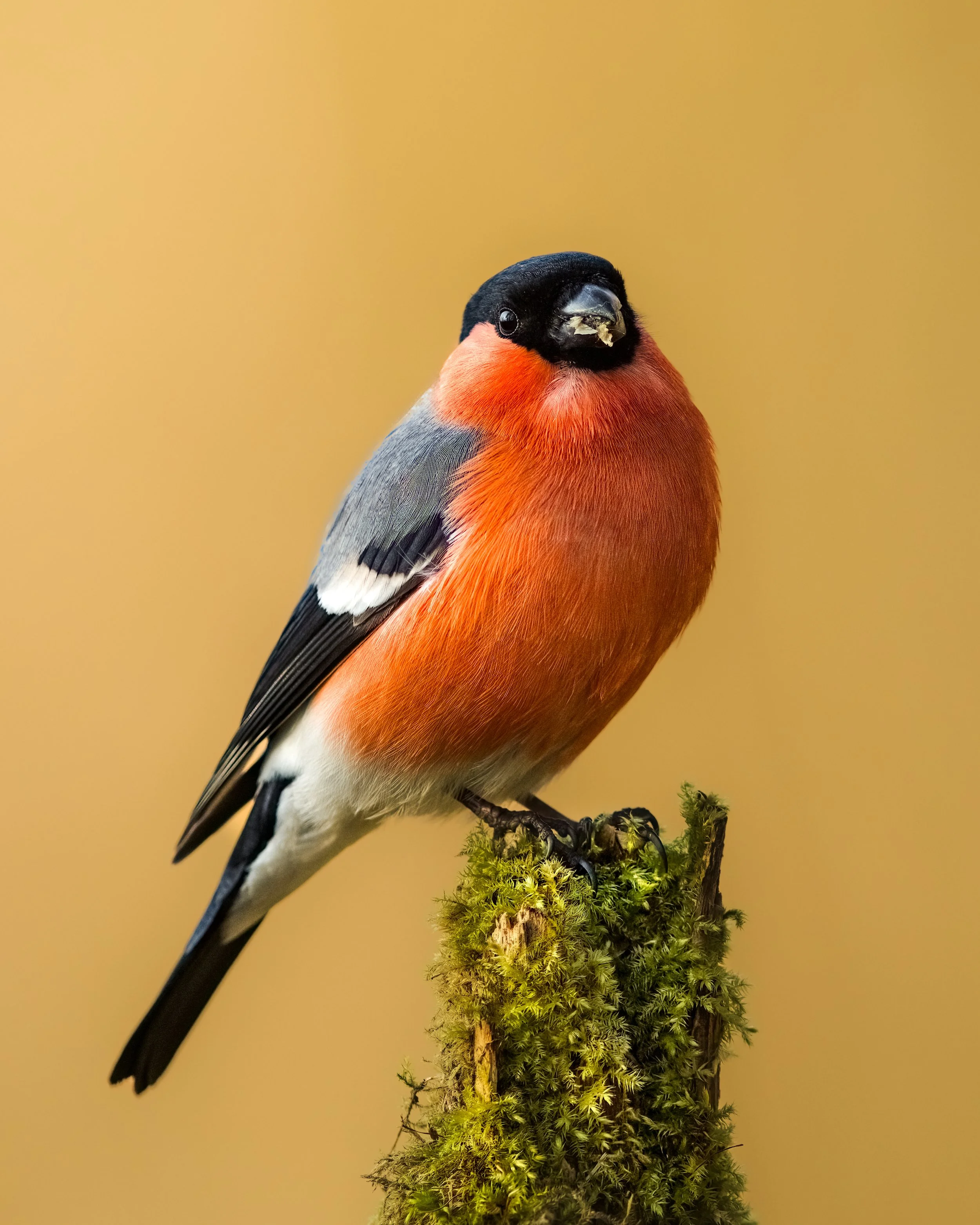 _23A3306 2-DeNoiseAI-clear.jpeg