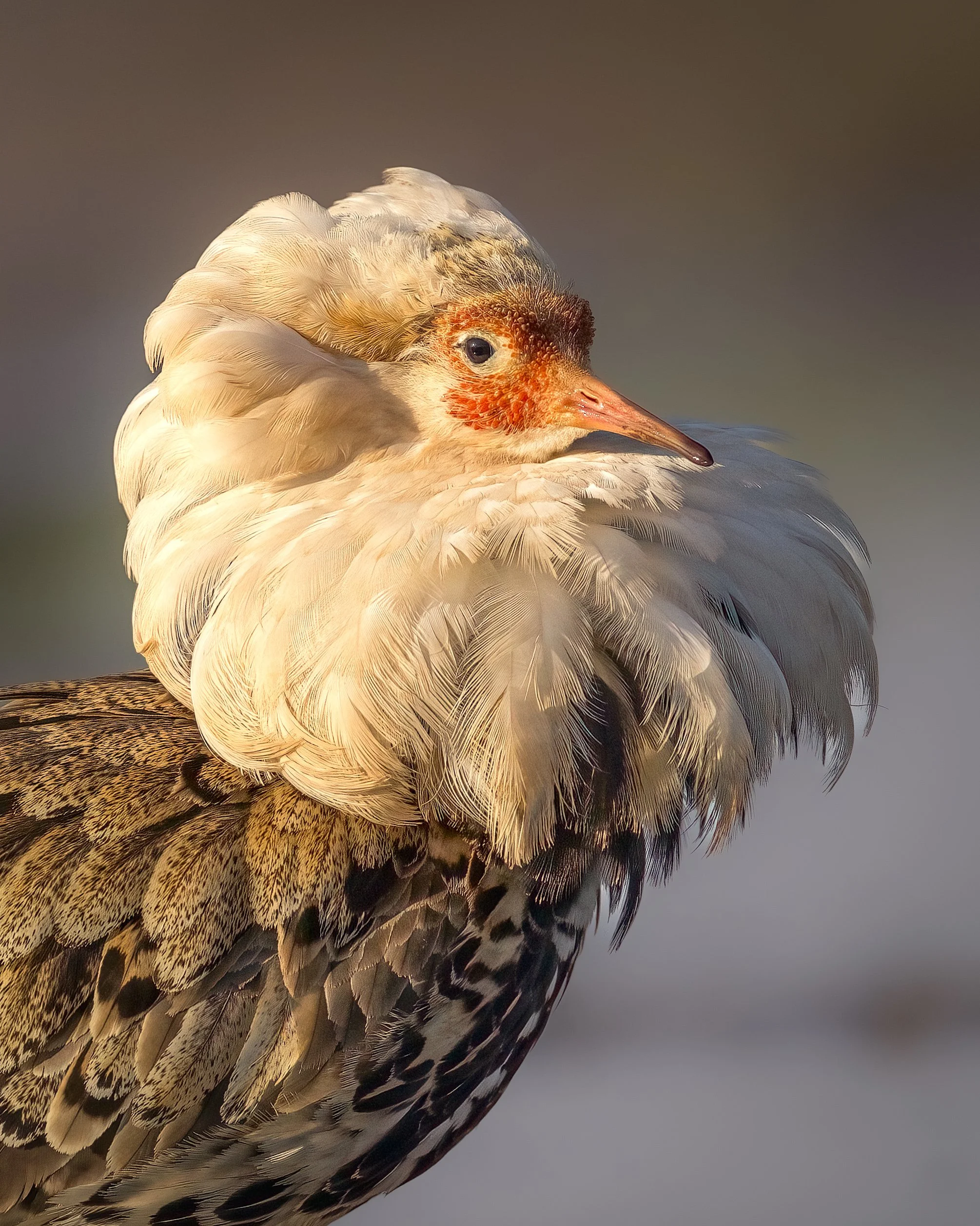 _L6A5497-DeNoiseAI-clear 2.jpeg