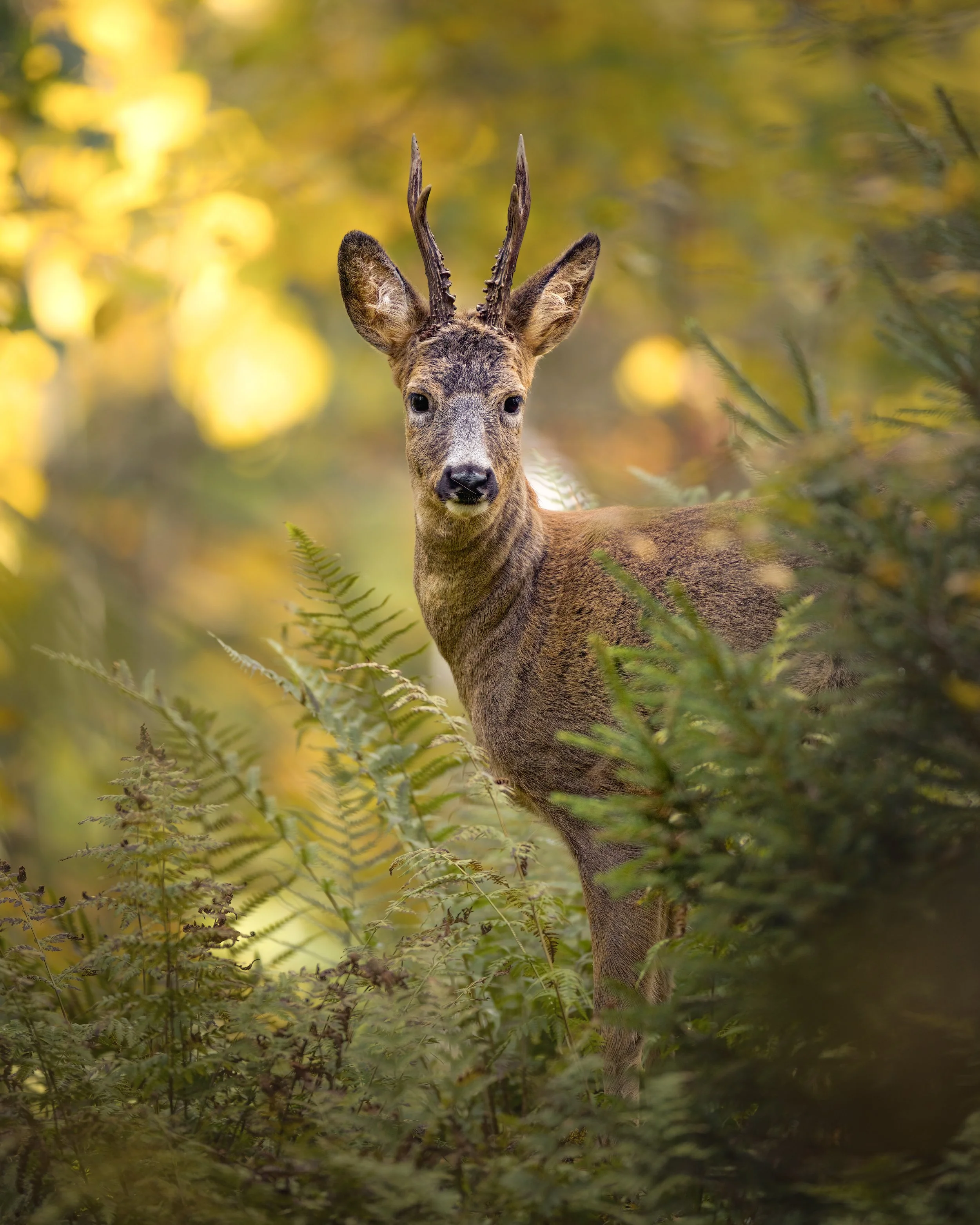 _L6A7826 3-DeNoiseAI-clear.jpeg