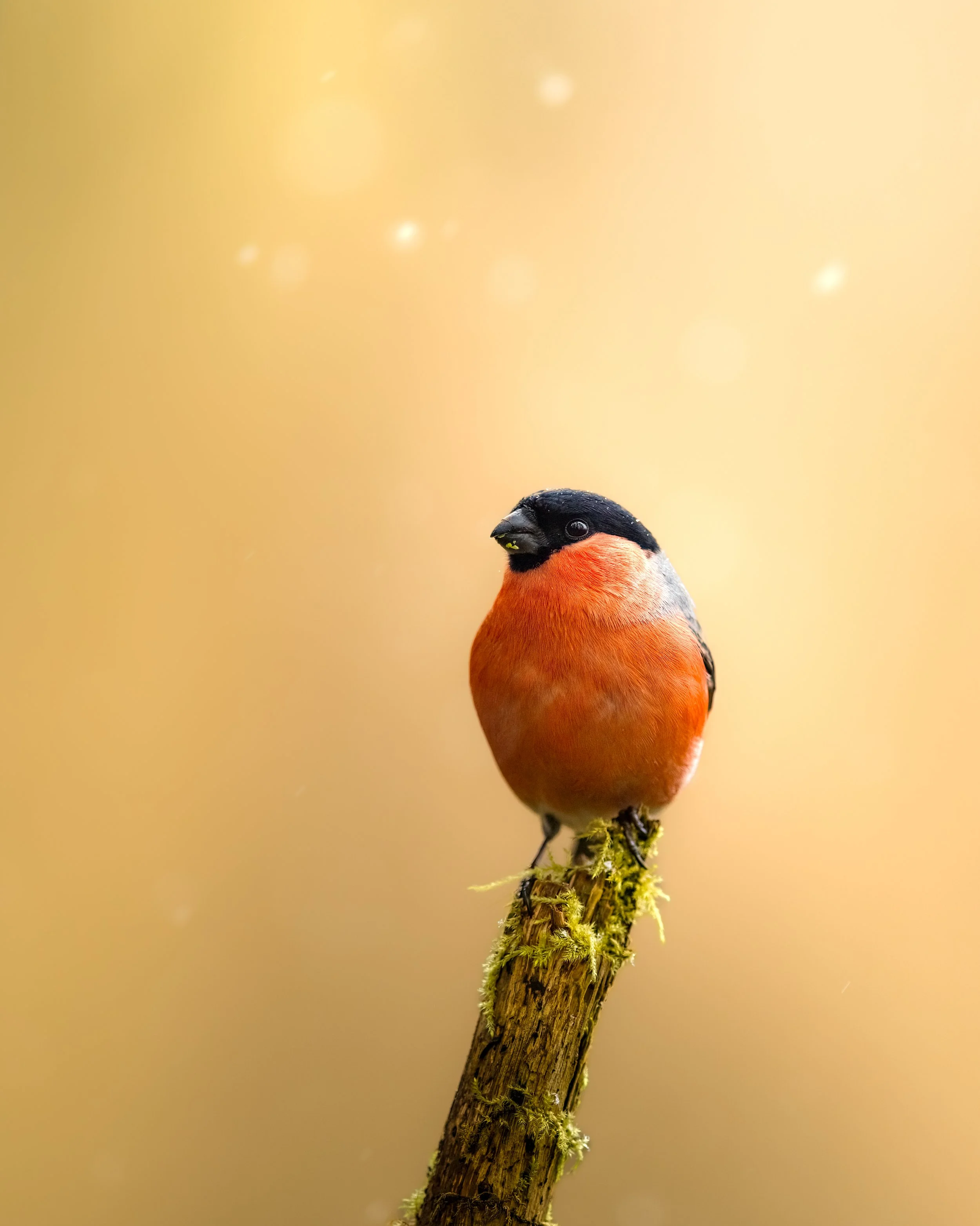 _23A7705-DeNoiseAI-clear 2.jpeg