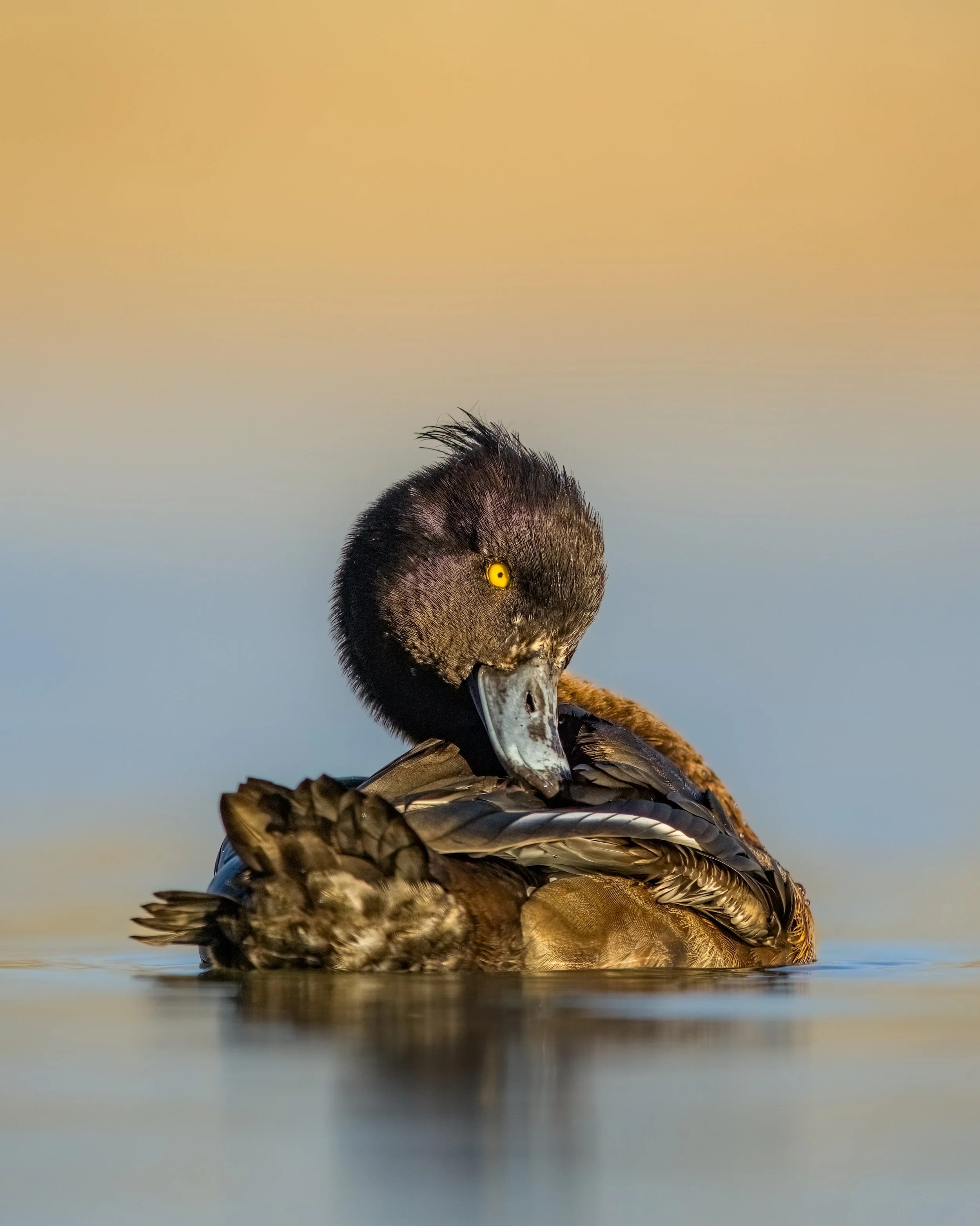 _23A5891 2-DeNoiseAI-clear.jpeg