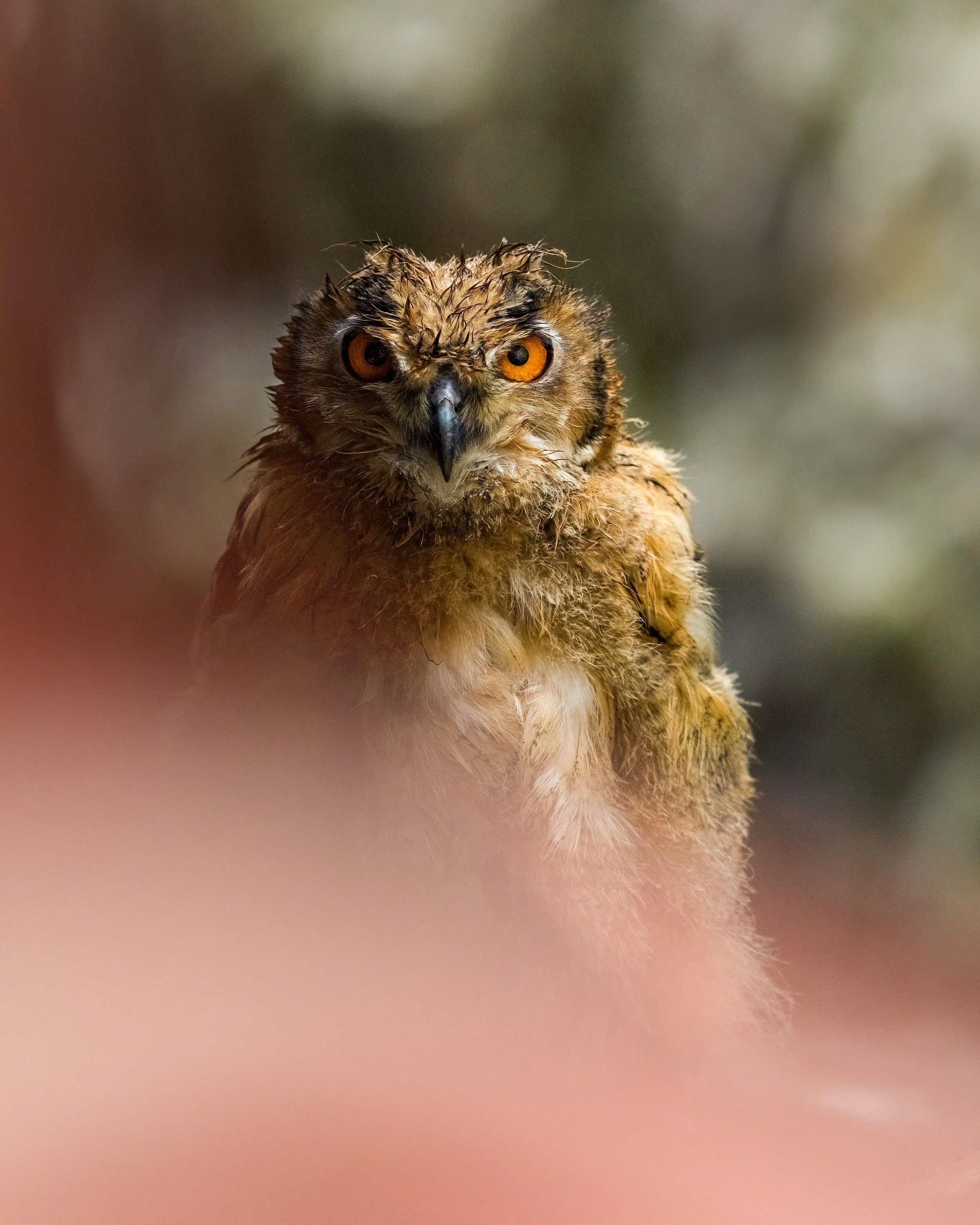 _23A0189-DeNoiseAI-clear 2.jpeg