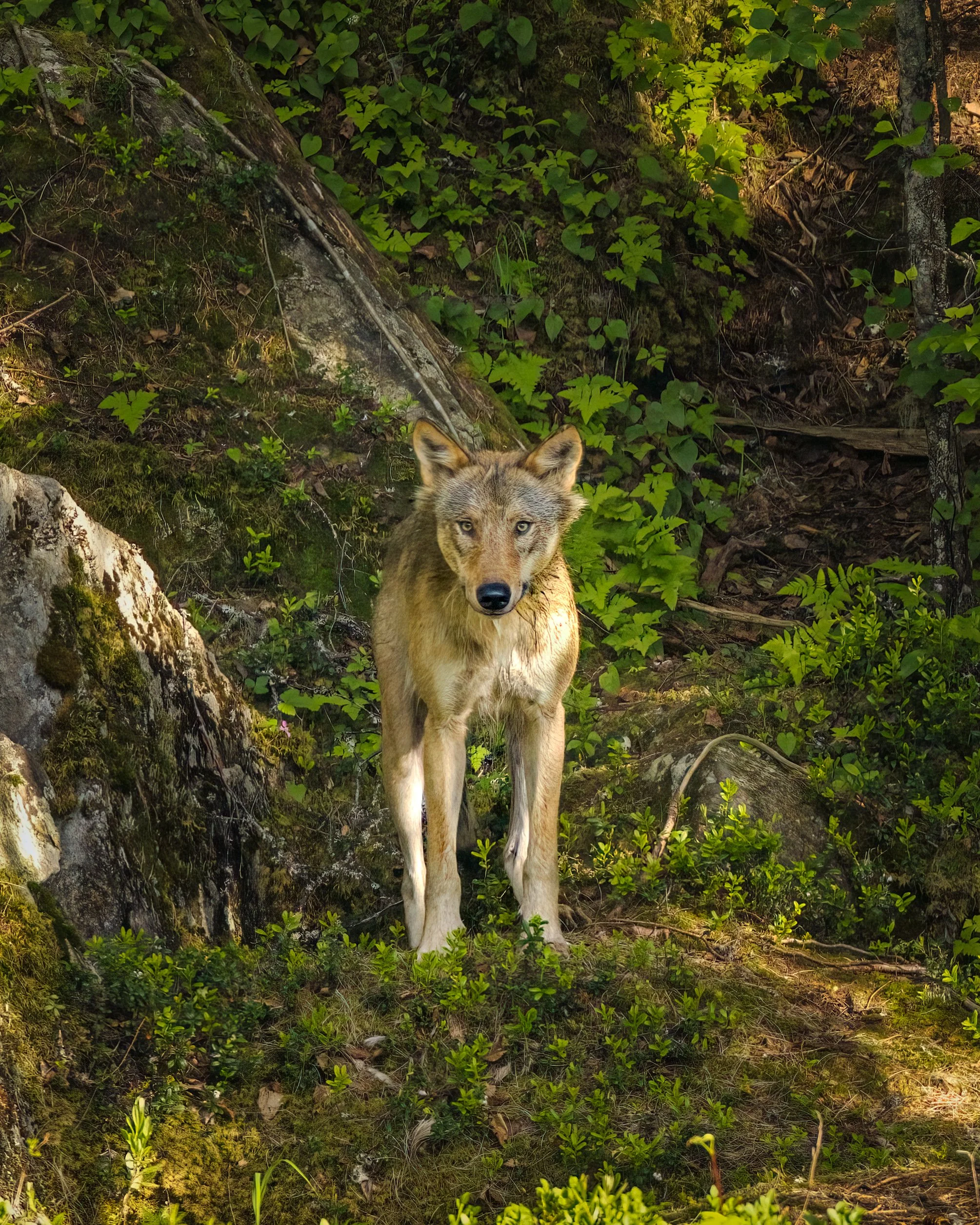 _L6A0149-DeNoiseAI-clear 2.jpeg