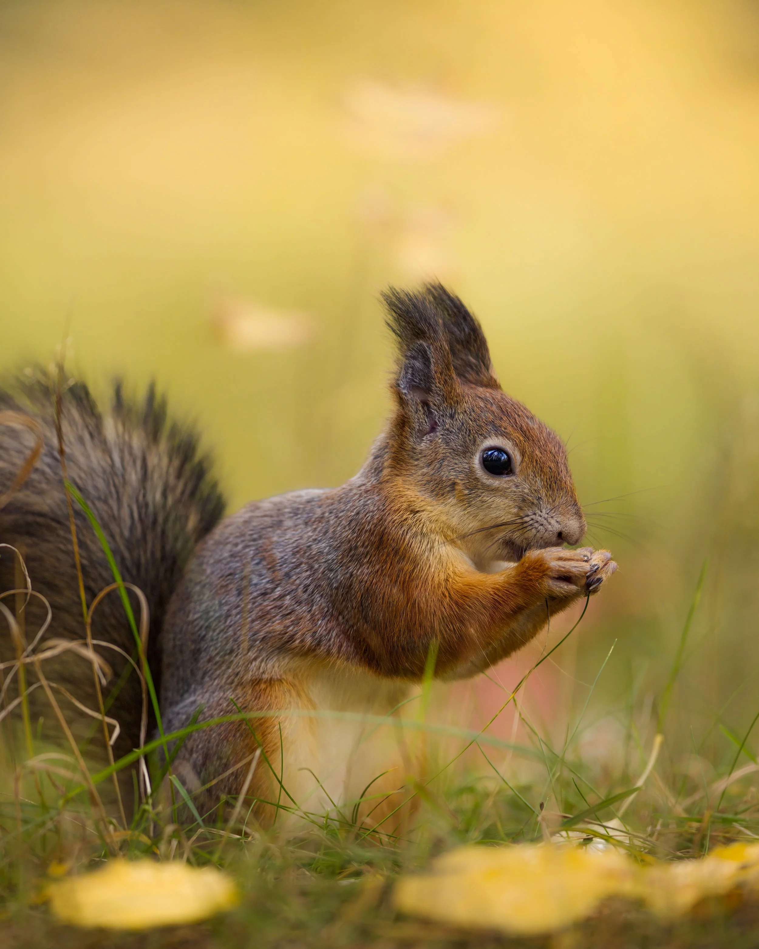 _L6A7546-DeNoiseAI-clear 2.jpeg