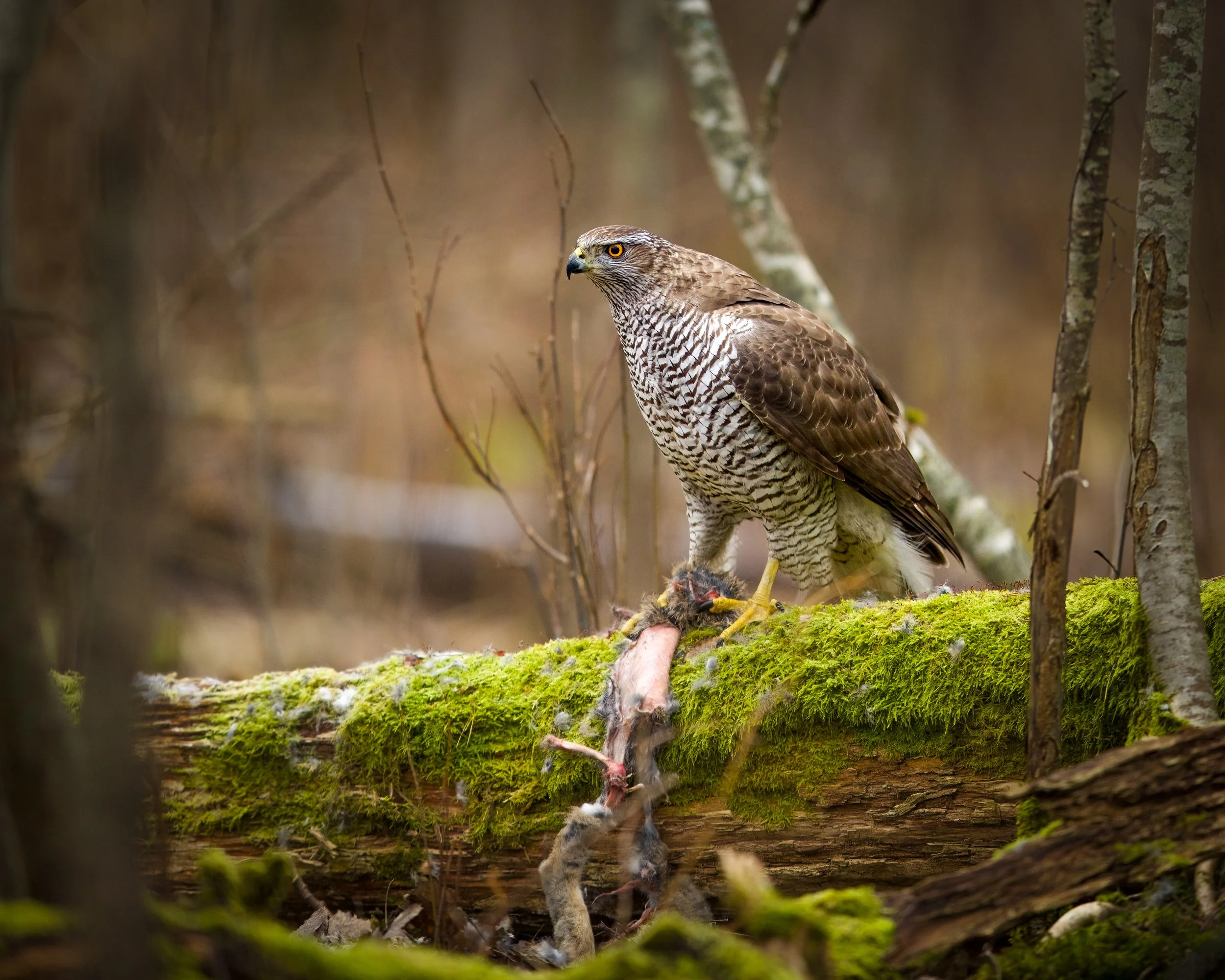 _23A2615 2-DeNoiseAI-clear.jpeg