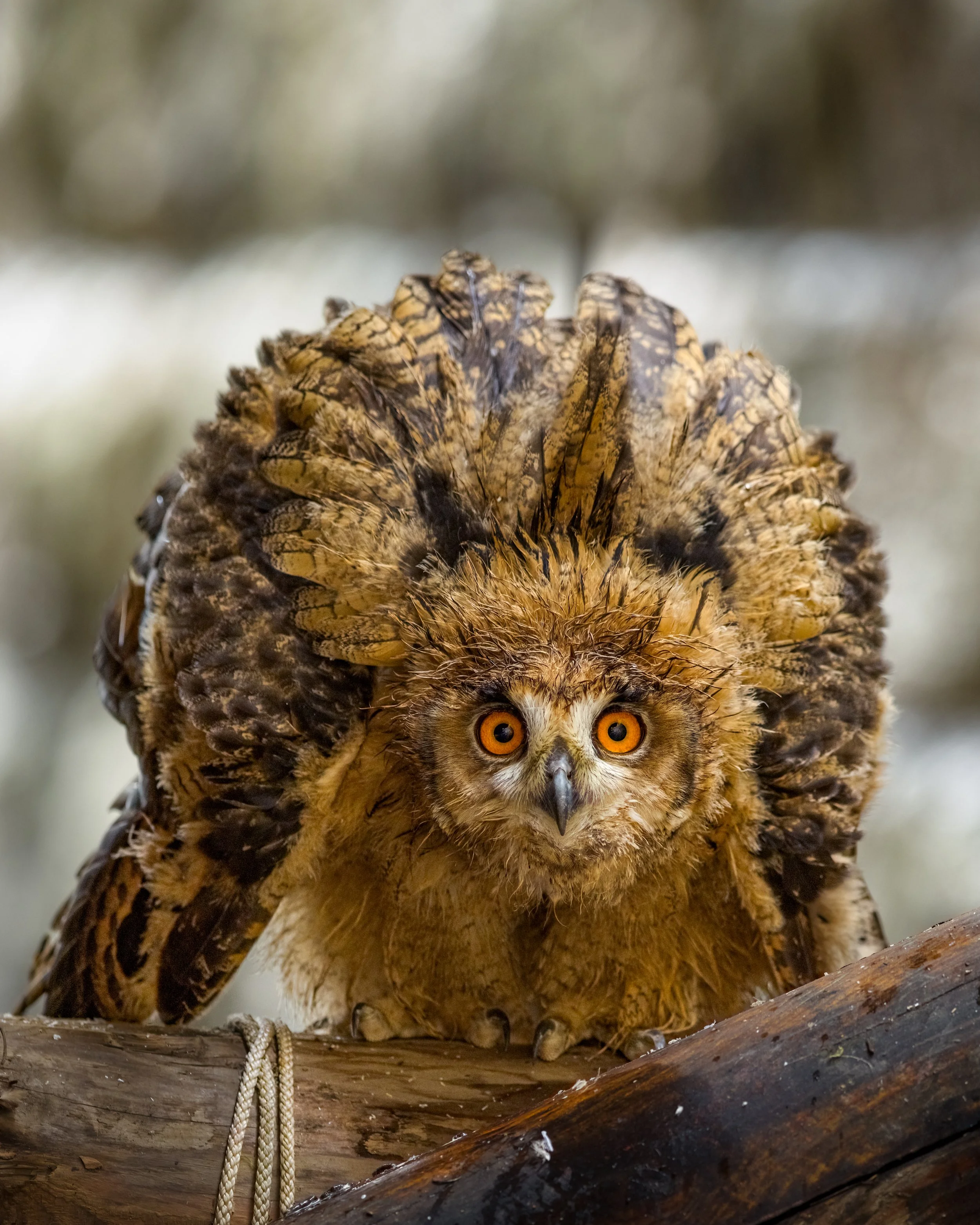 _23A2527-DeNoiseAI-clear 2.jpeg