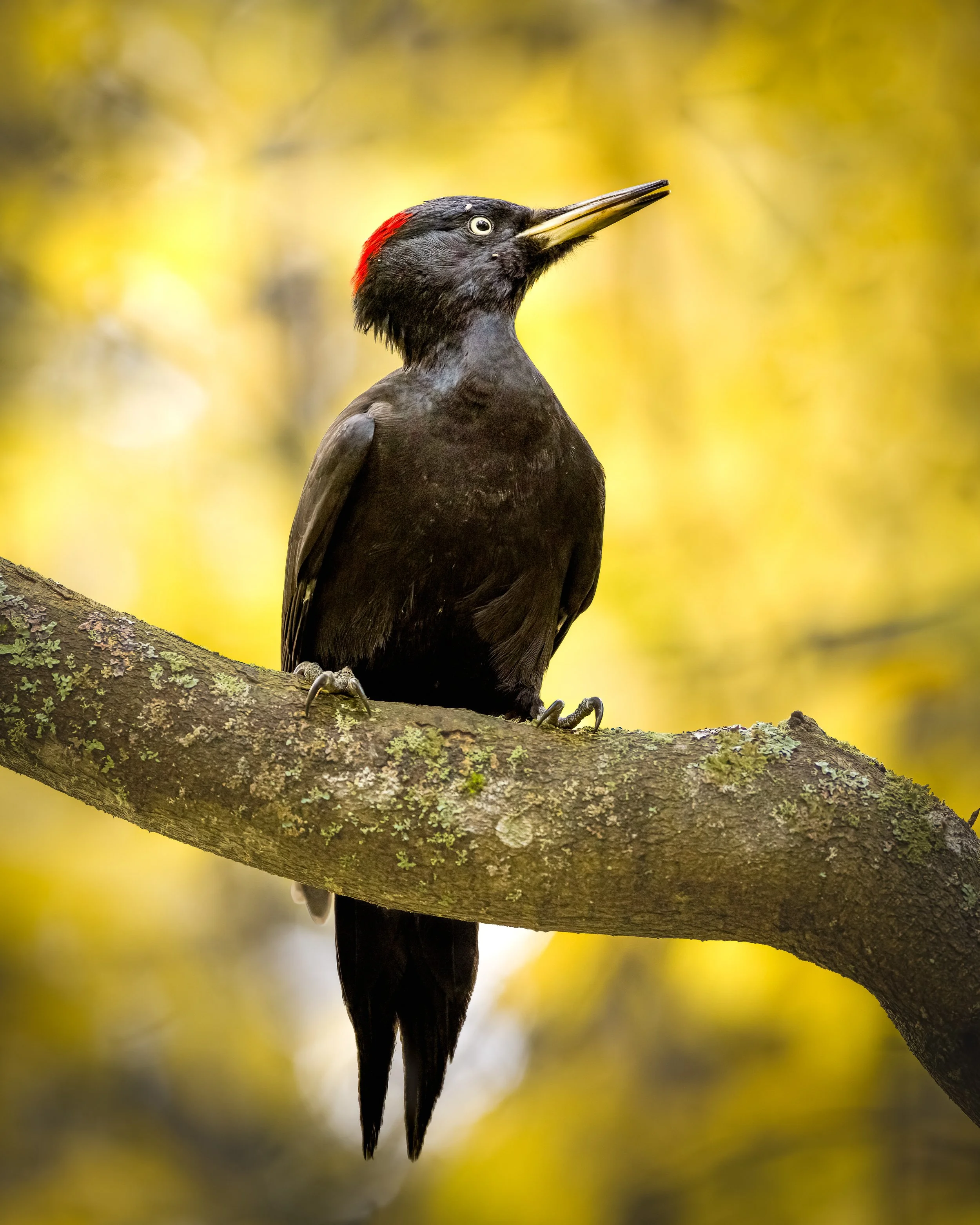 _L6A7798 3-DeNoiseAI-clear.jpeg