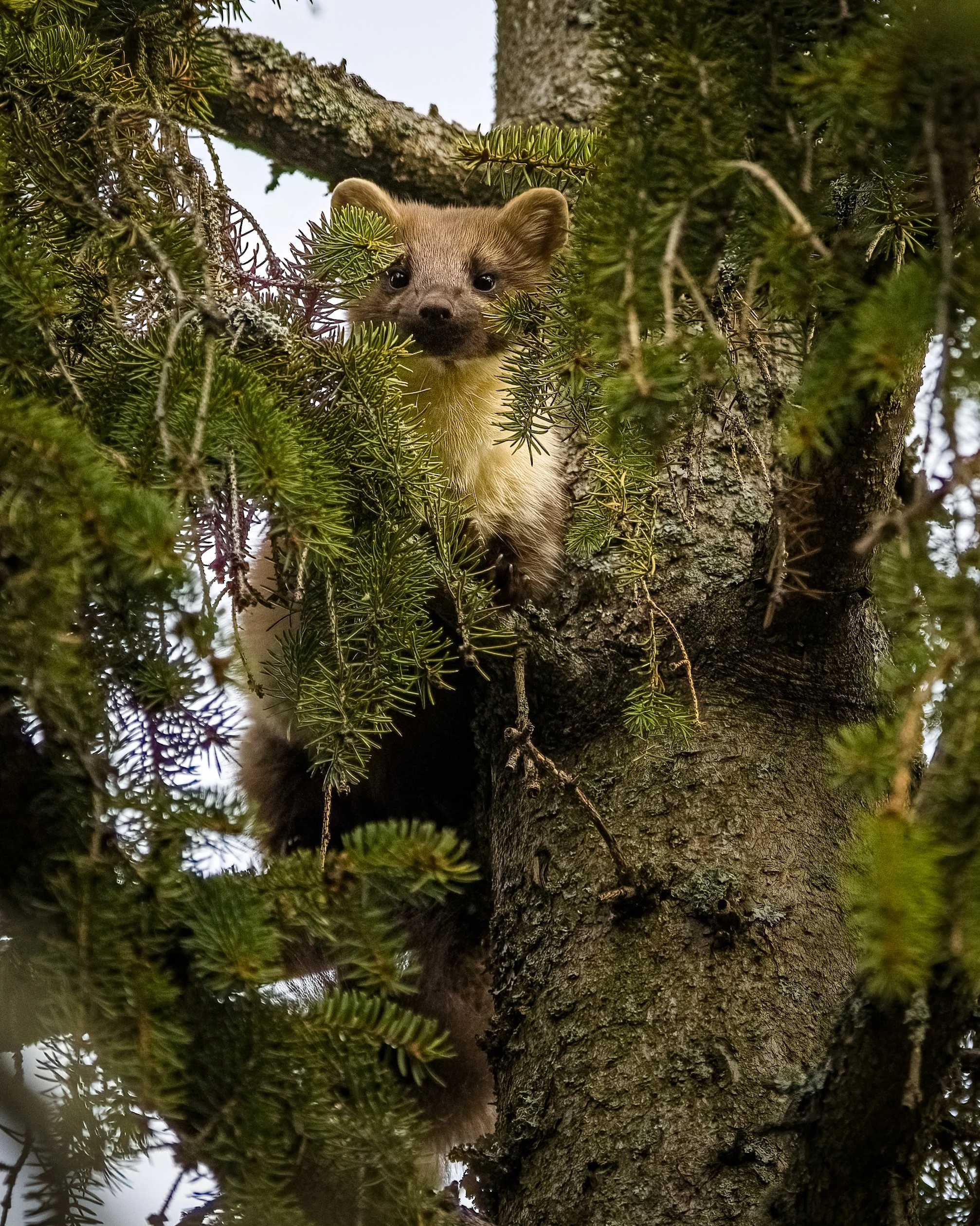 _23A6450 2-DeNoiseAI-clear.jpeg