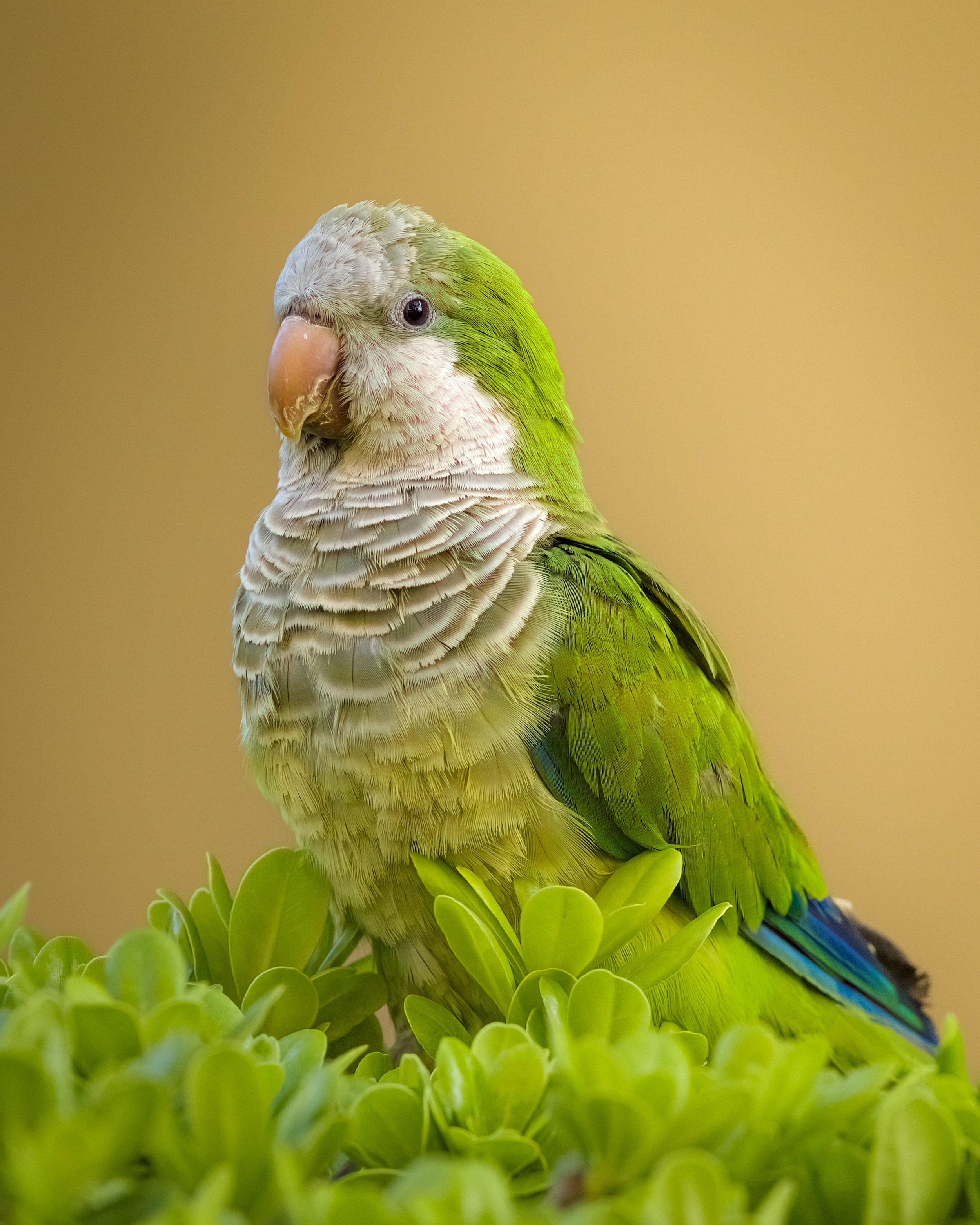 _L6A0245-DeNoiseAI-clear (1).jpeg