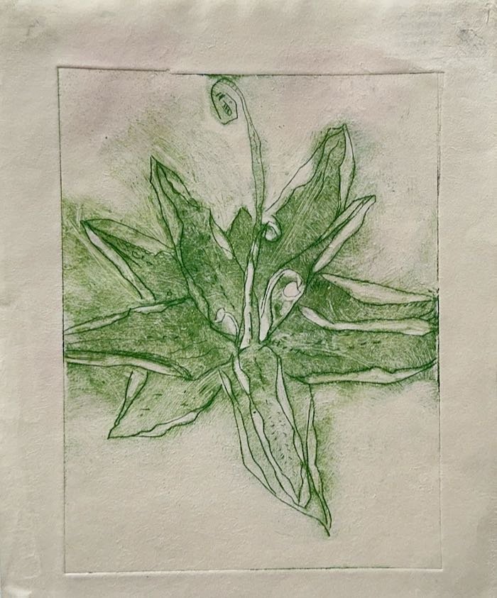 Butterwort. Drypoint 2025.jpeg