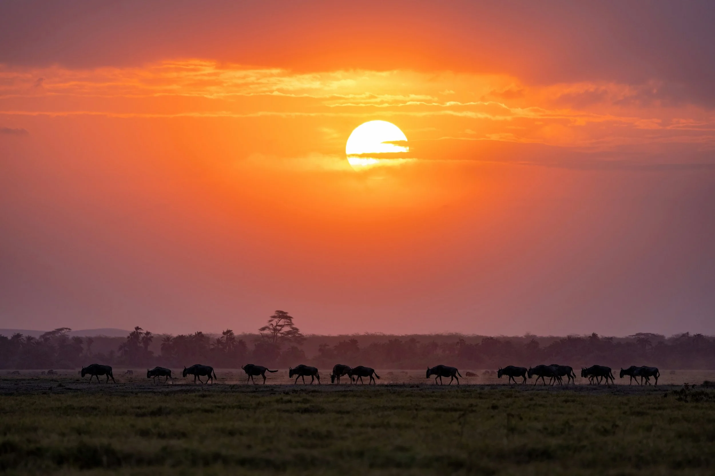south africa safari