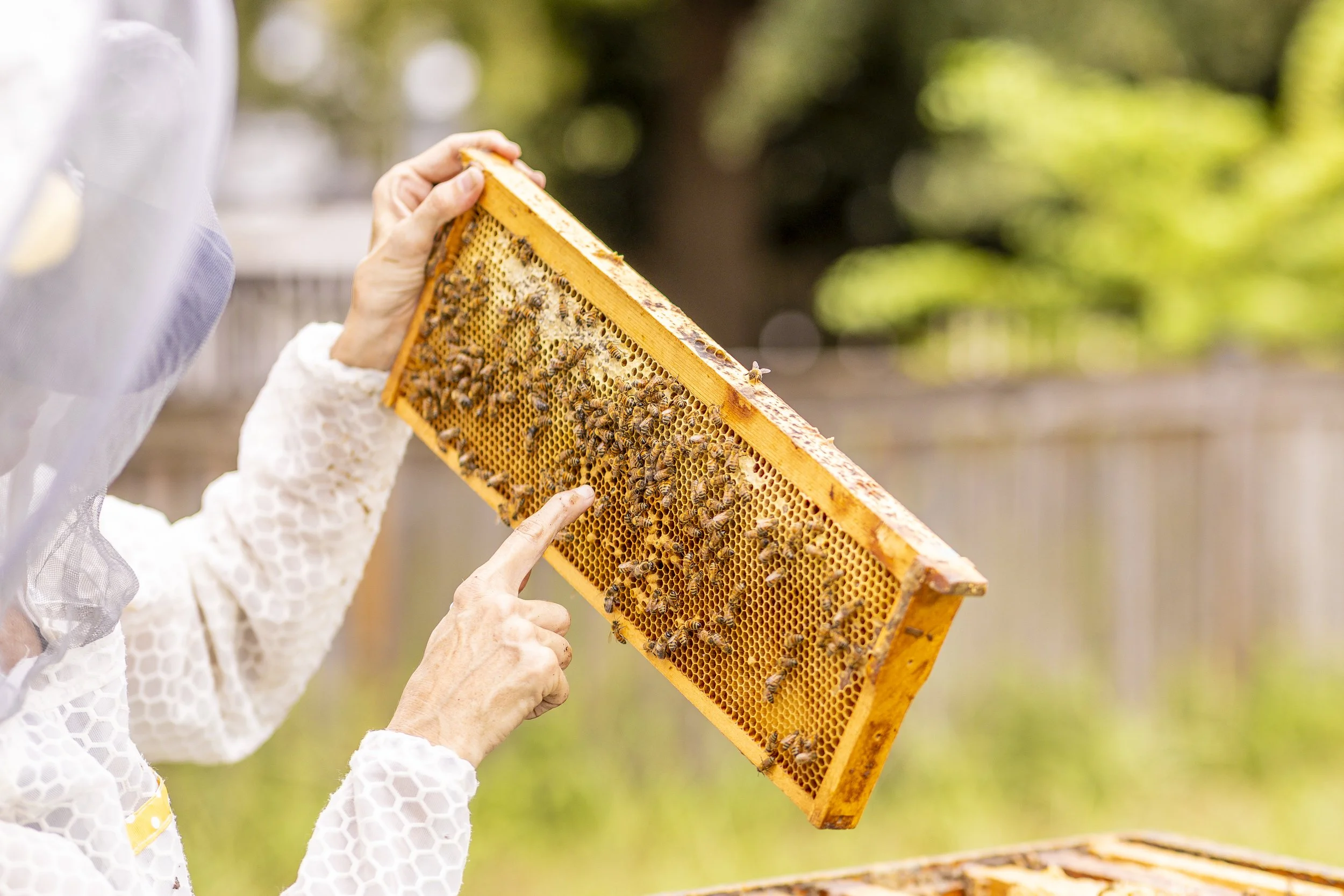 Honeybee Medicine Is Taking Root at the University of Georgia and Jeometry™ Is Along for the Ride