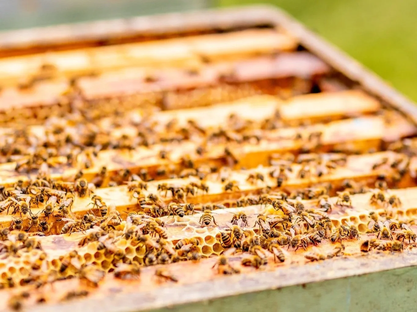 National Honey Month: 5 Things to Know About Honey Bees