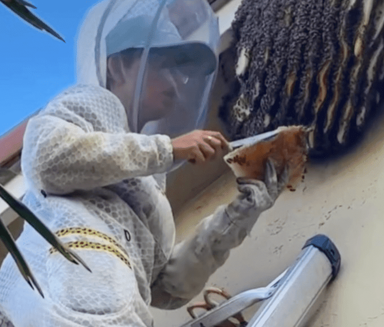 Miami, Florida women beekeeper during a hive removal 25 feet in the air wearing Jeometry Beewear's beekeeping suit.