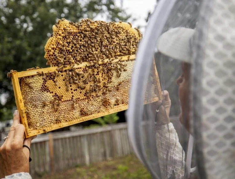 Jenna York inspecting a honeybee hive while wearing the Jeometry Sunny Suit on James Island, South Carolina.