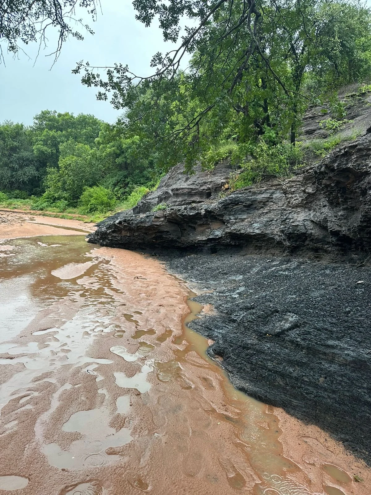 A muddy shoreline with a rocky cliff on the right and green trees overhead, under a cloudy sky.