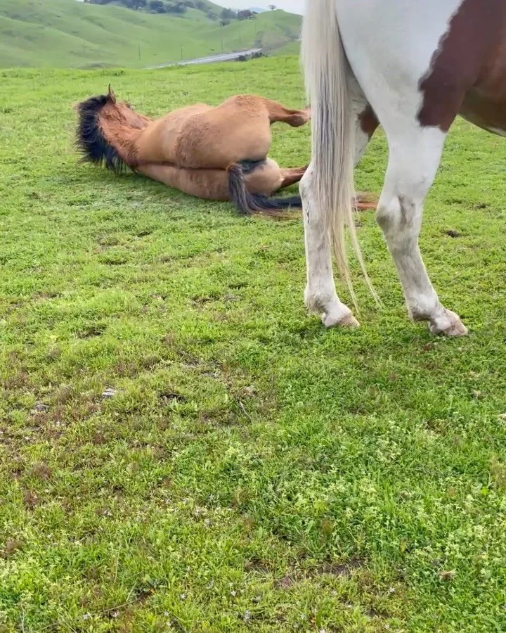 Happy Year of the Horse 🐎 

Today we had the opportunity to witness and observe these incredible, sentient beings up close.

Grateful for the space, the experience, and the learning. Thank you @heartmindequine