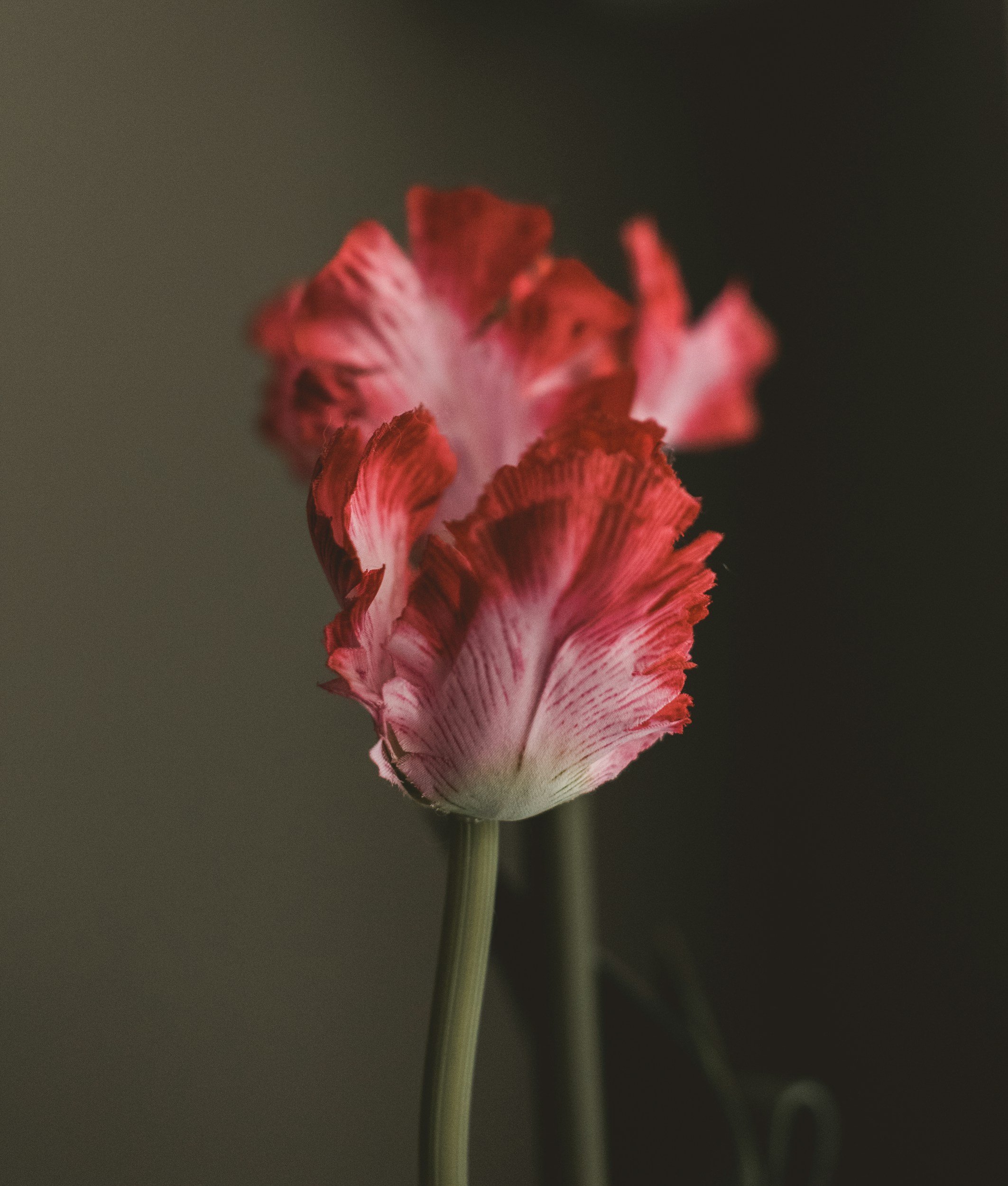 unsplash-image-GA-EAWEiXn0.jpg