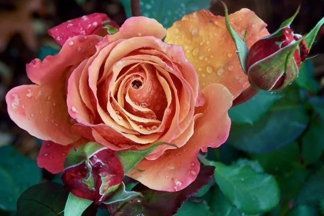 Cultivating Joy From the Soil of Life