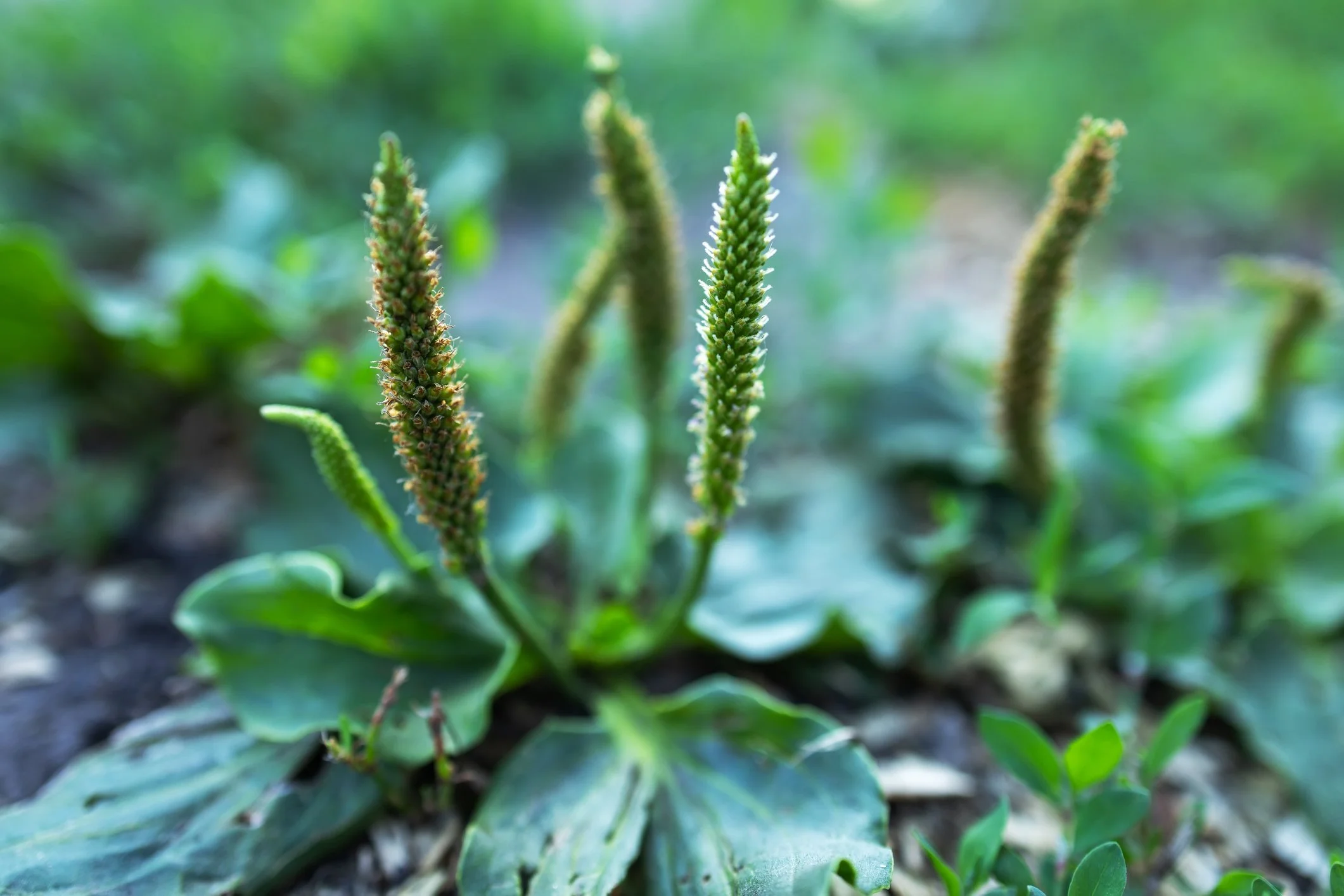 Plantain (Plantago spp)