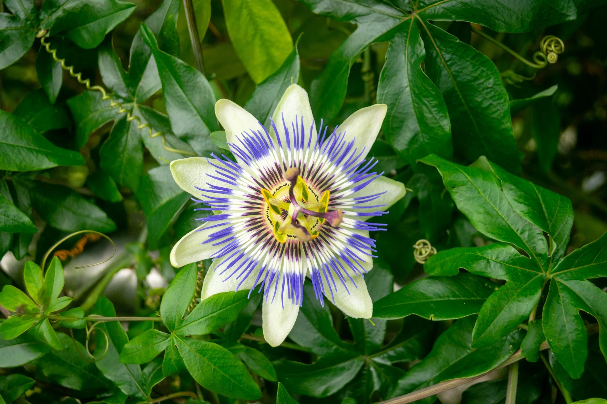 Passionflower (Passiflora incarnata)