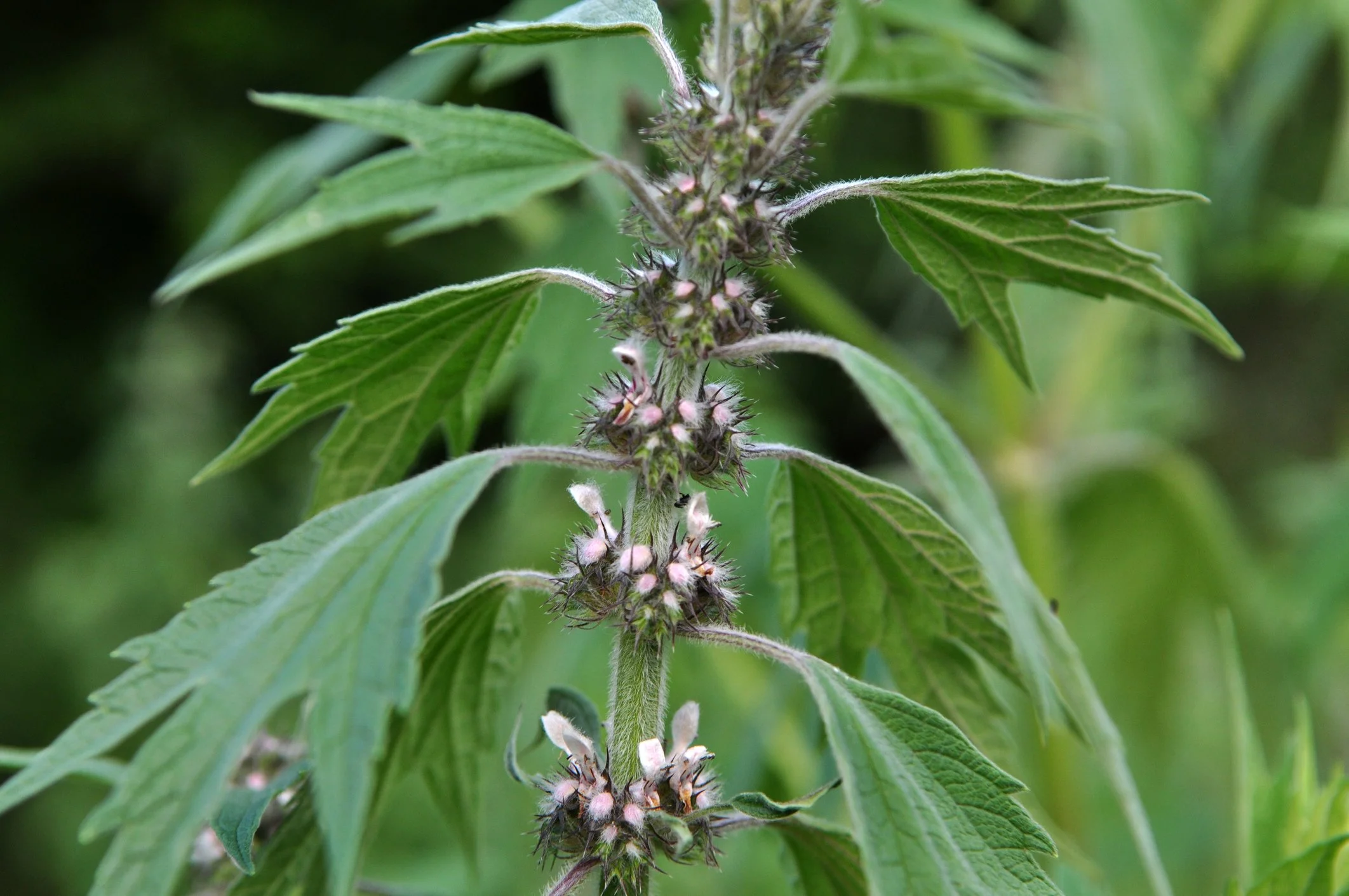 Motherwort (Leonurus cardiaca)