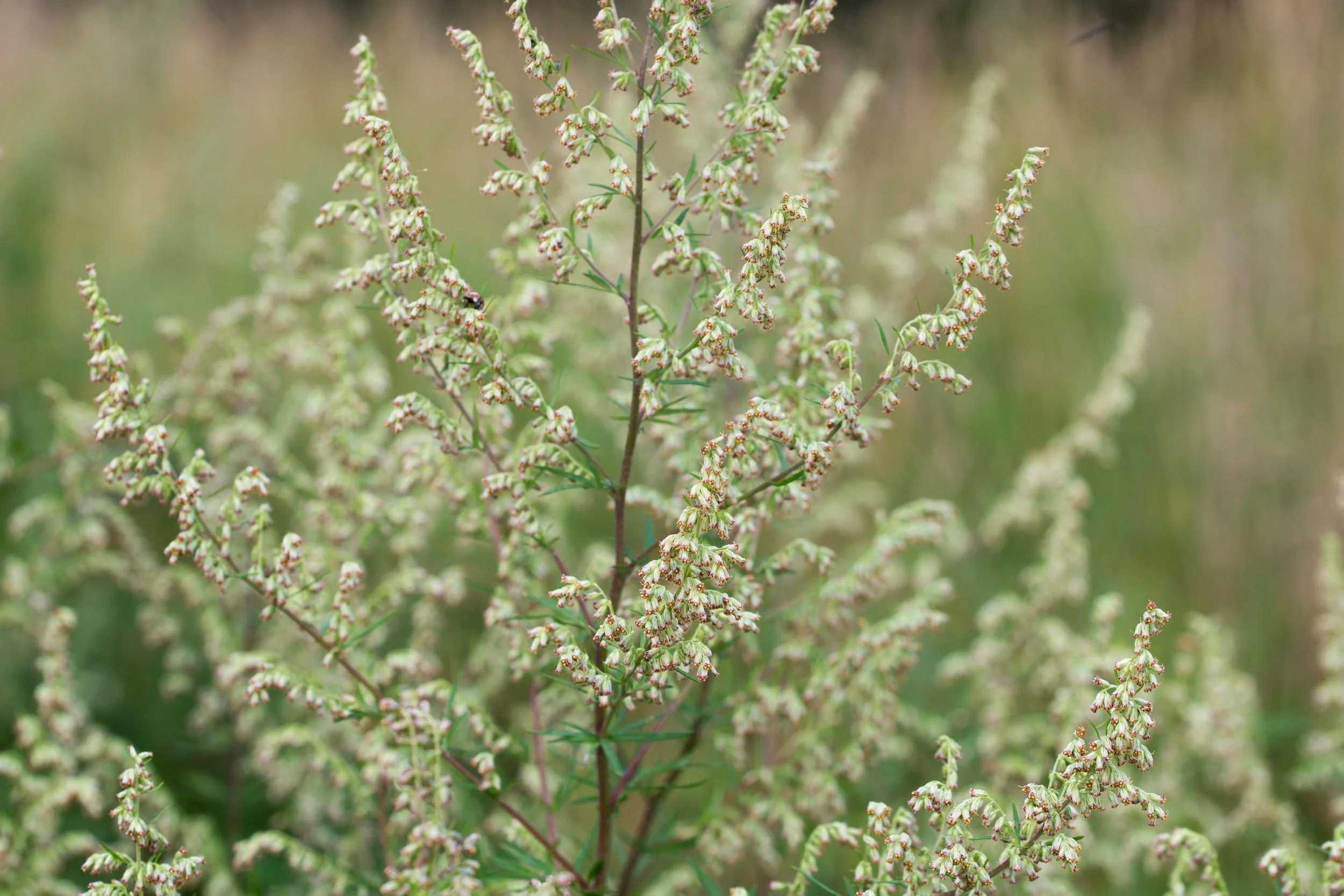 Mugwort (Artemisia vulgaris)