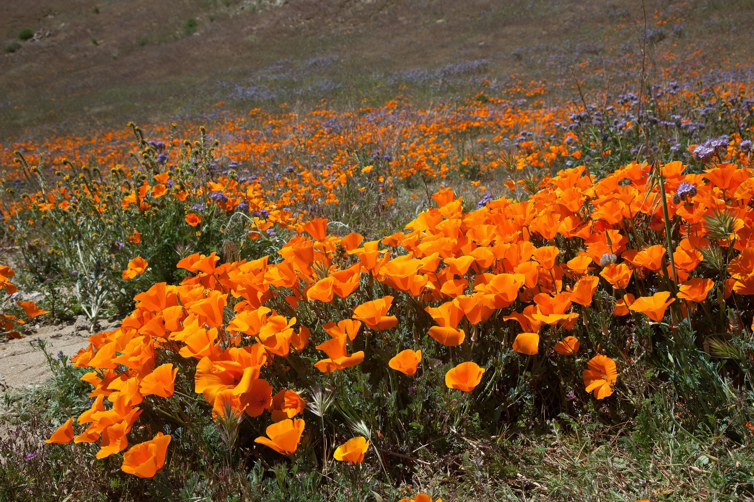 Californian poppy (Eschscholzia californica)