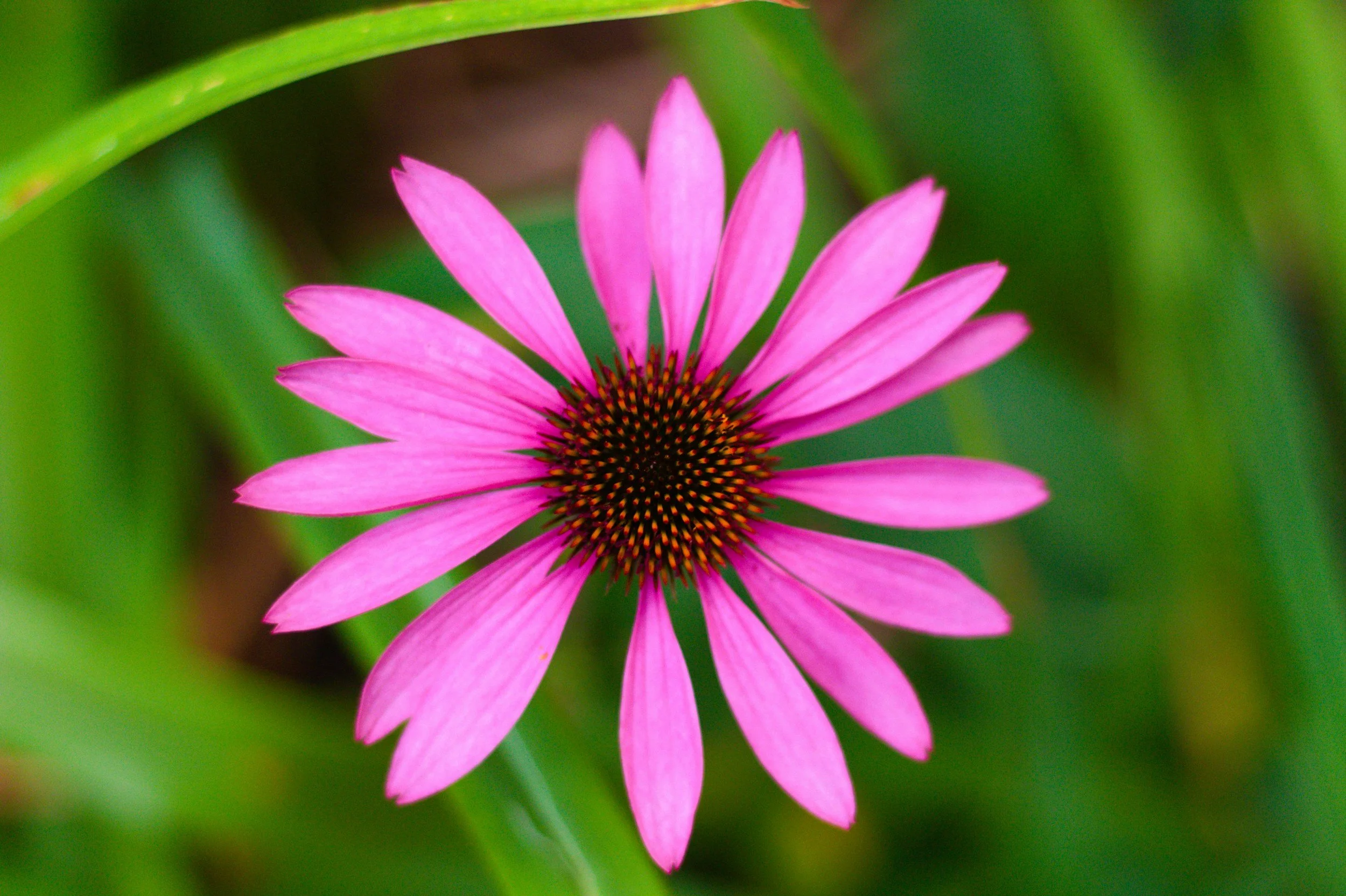 Echinacea (Echinacea spp) 