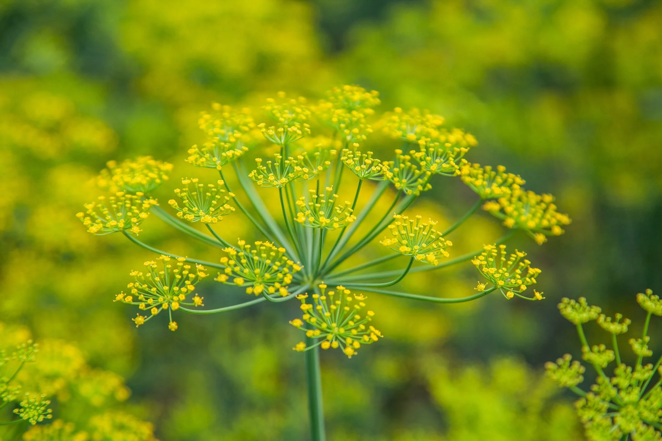 Fennel (Foeniculum vulgare) 