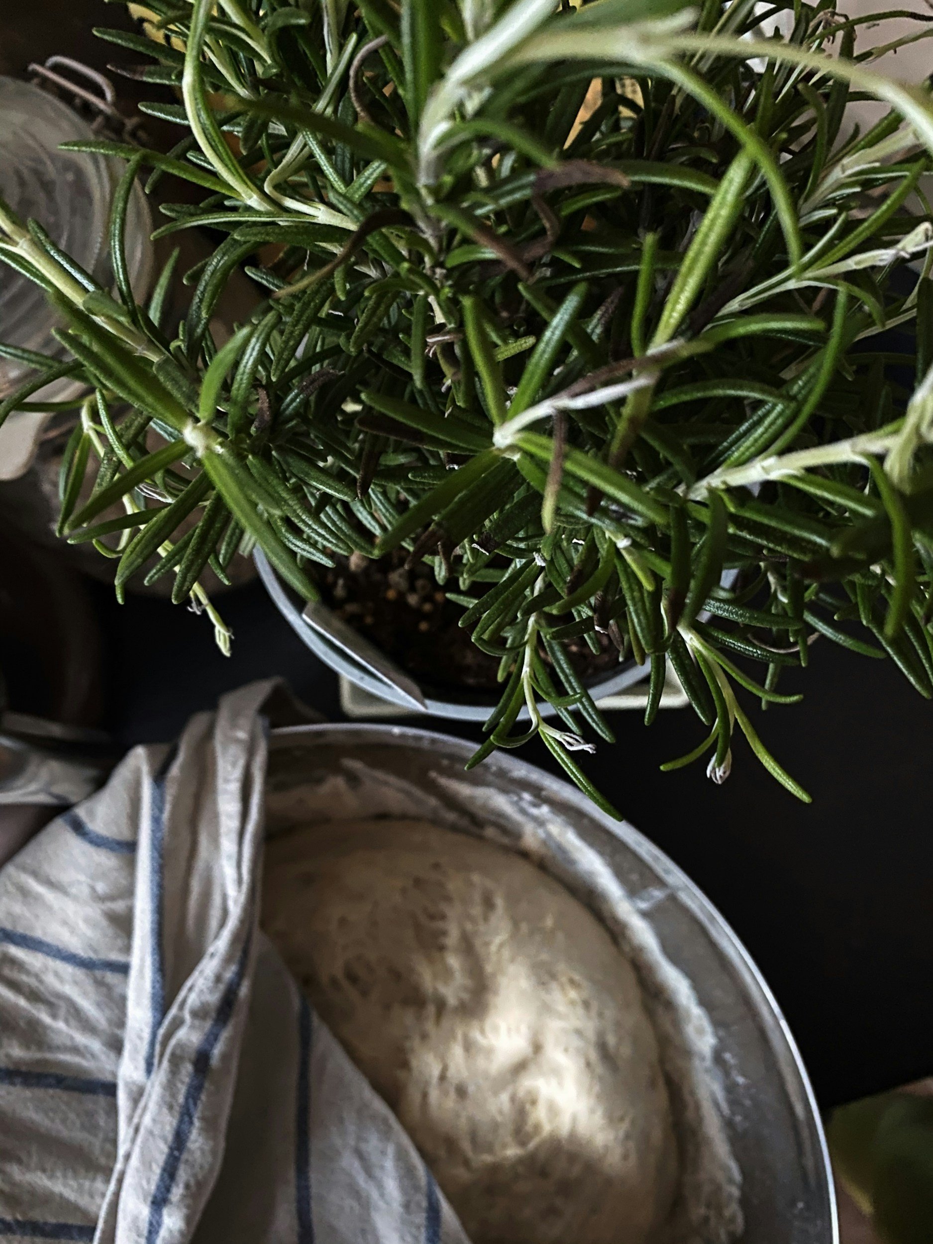 A potted rosemary plant and a bowl of dough covered with a cloth.