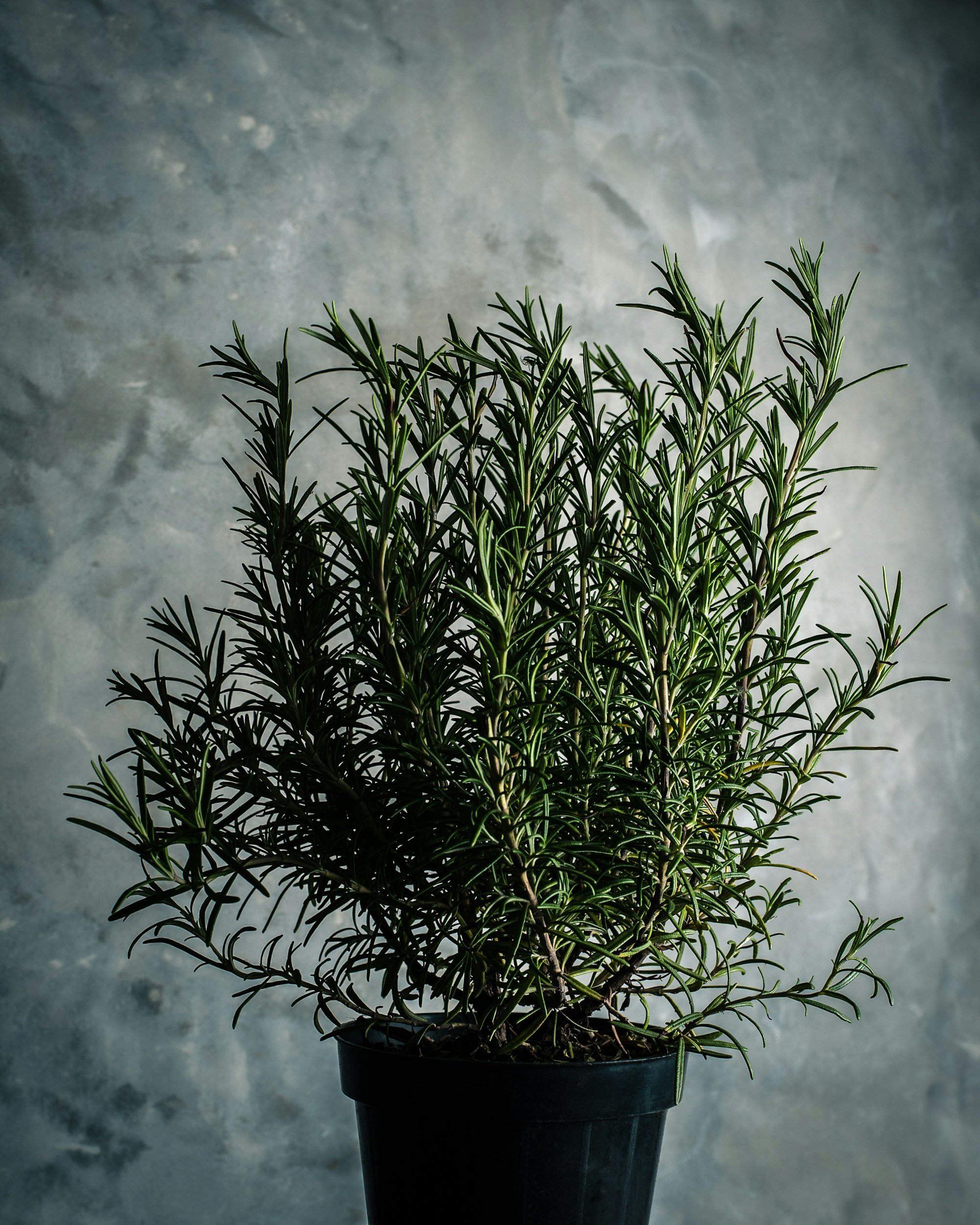 A potted rosemary plant with green, needle-like leaves against a textured gray background.