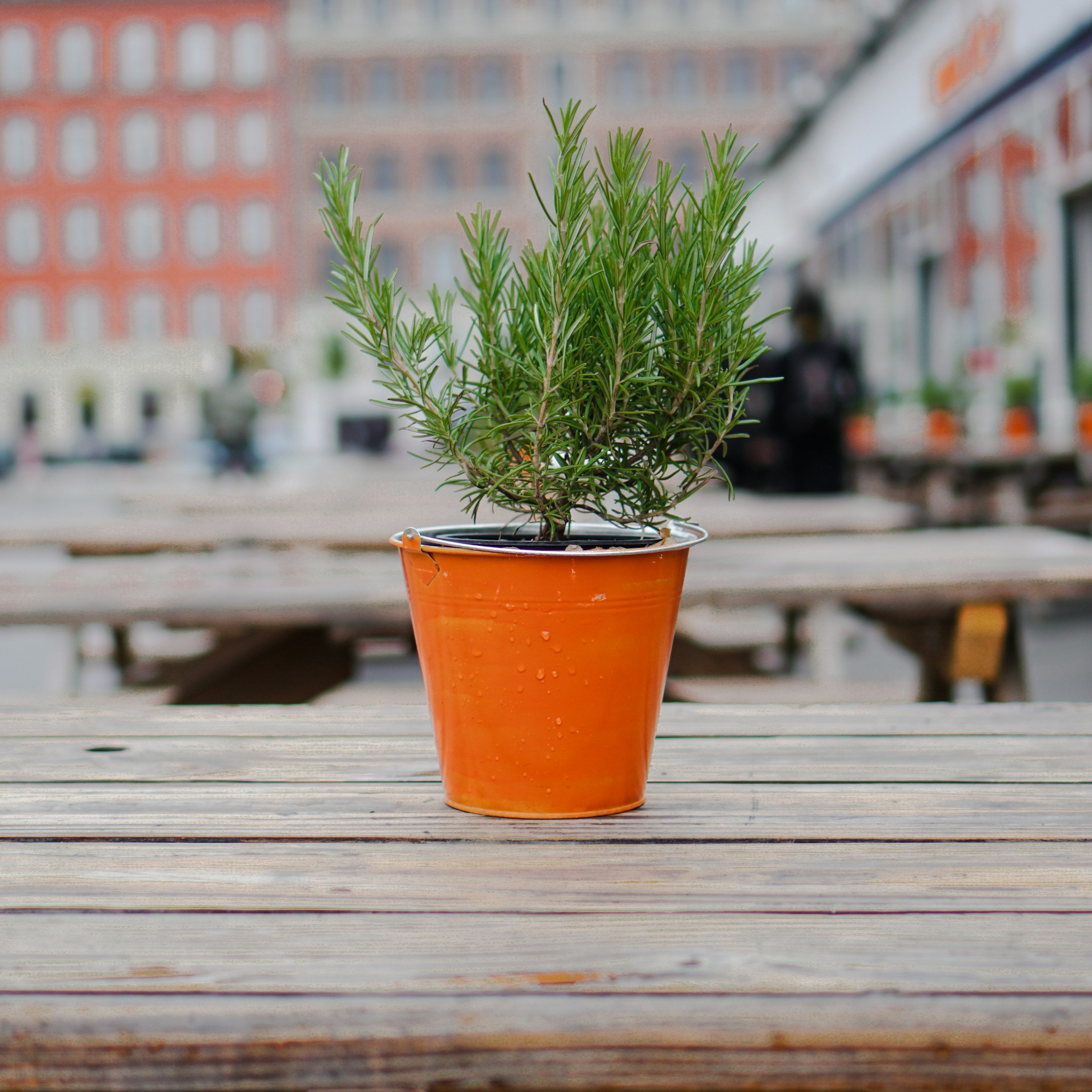 A potted rosemary plant in an orange flowerpot on a wooden table outdoors