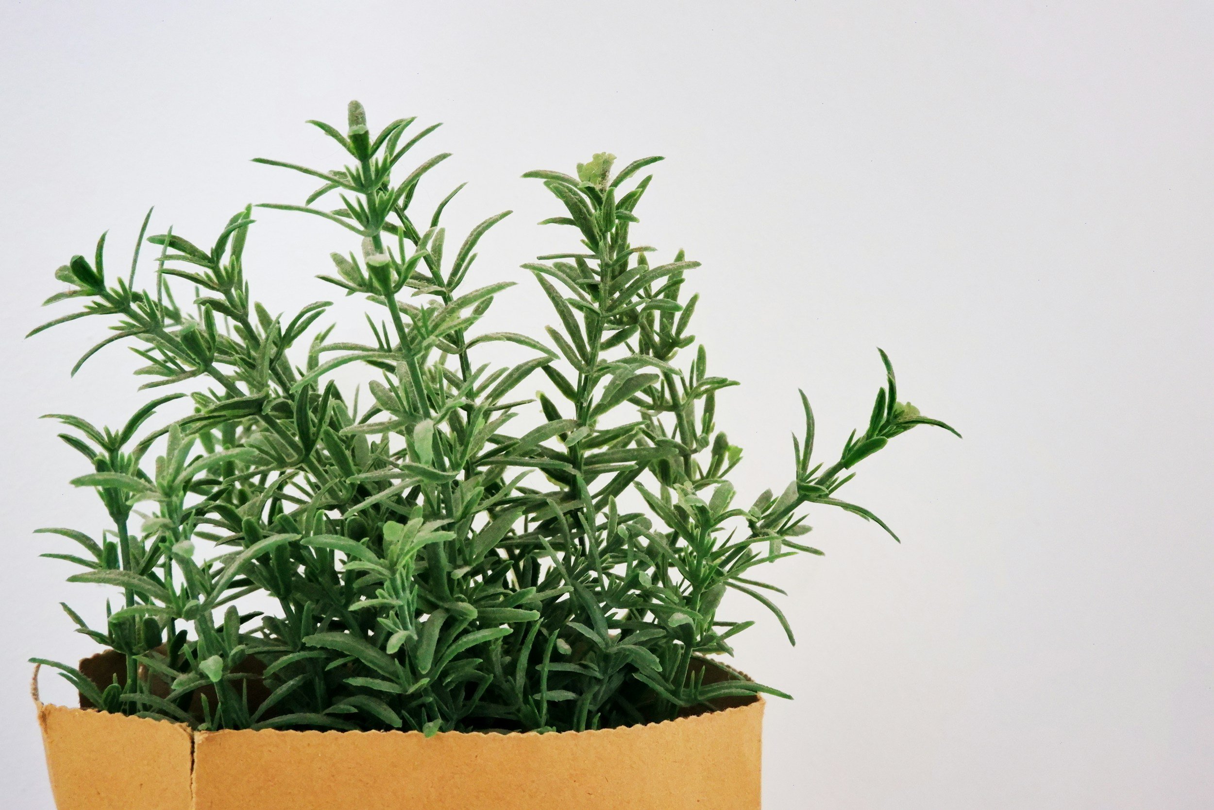 A potted herb plant with green, needle-like leaves against a plain white background.