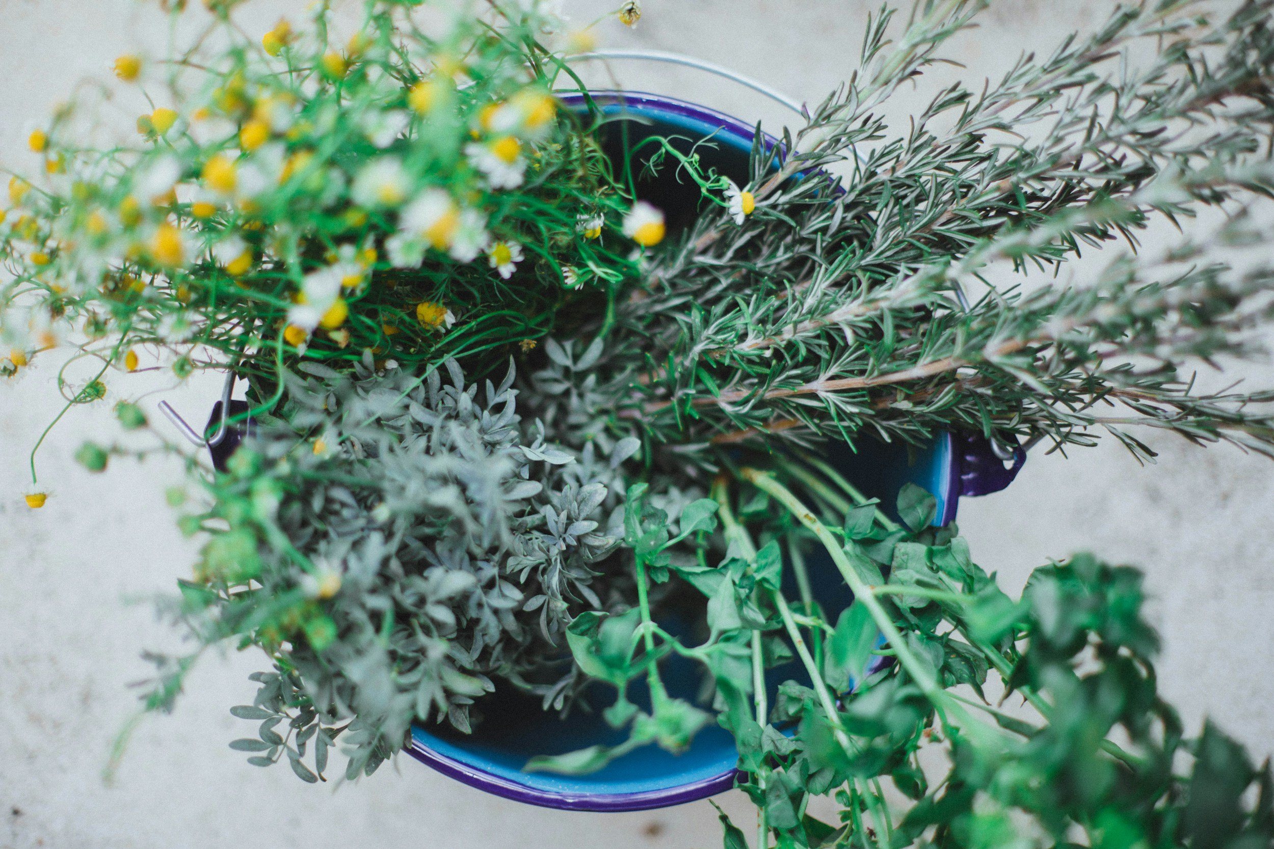 Top view of a blue flower pot filled with various green plants and small white and yellow flowers.