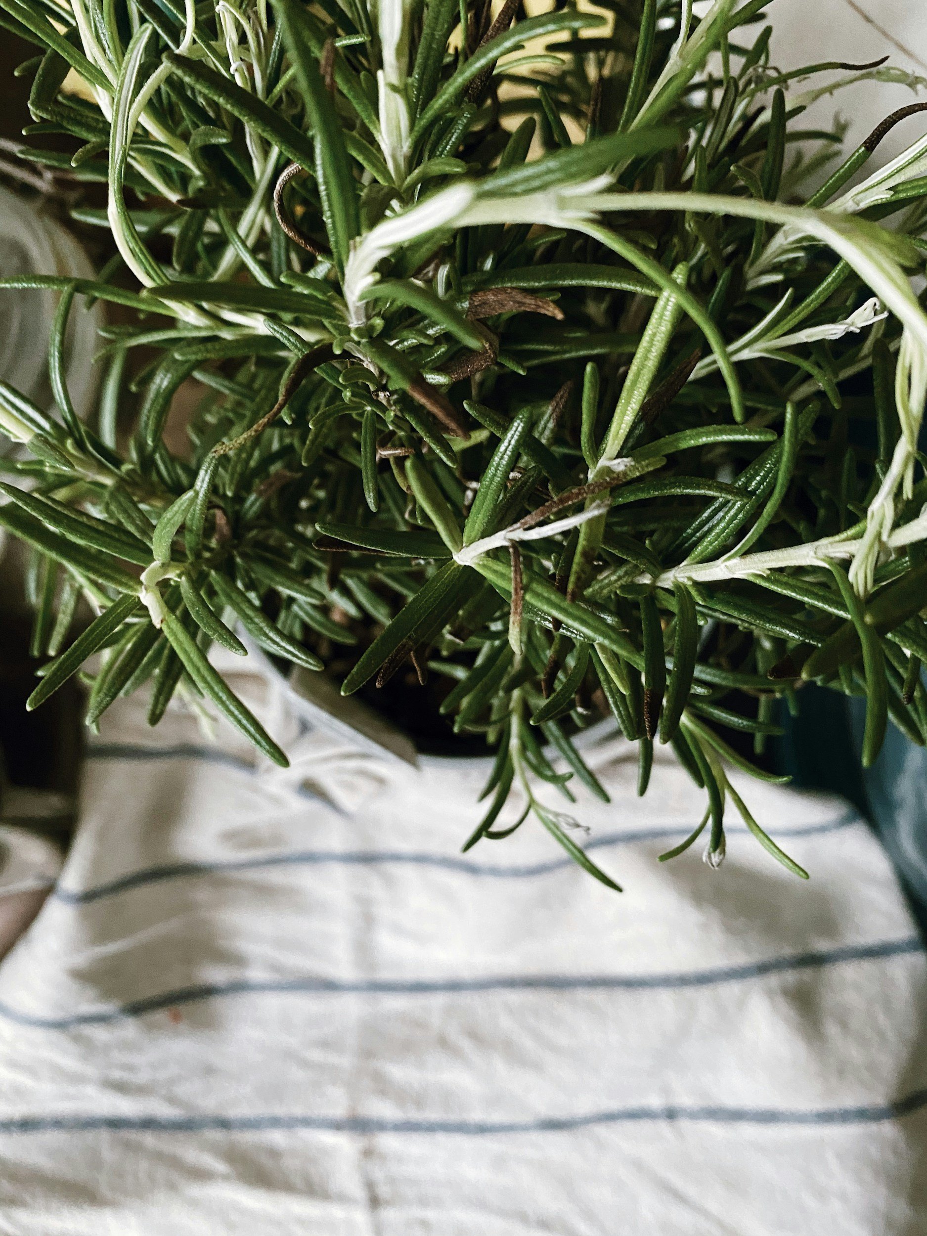 A close-up view of a potted rosemary plant with green, needle-like leaves, placed on a striped fabric surface.