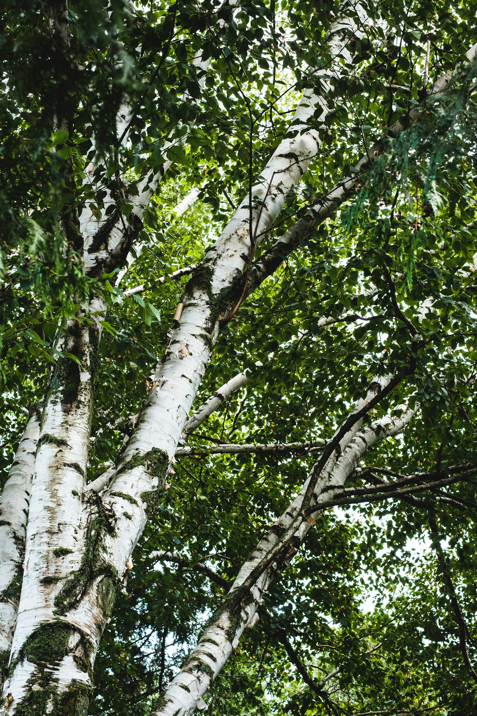 Looking up at the canopy of a birch tree with white bark and green leaves.