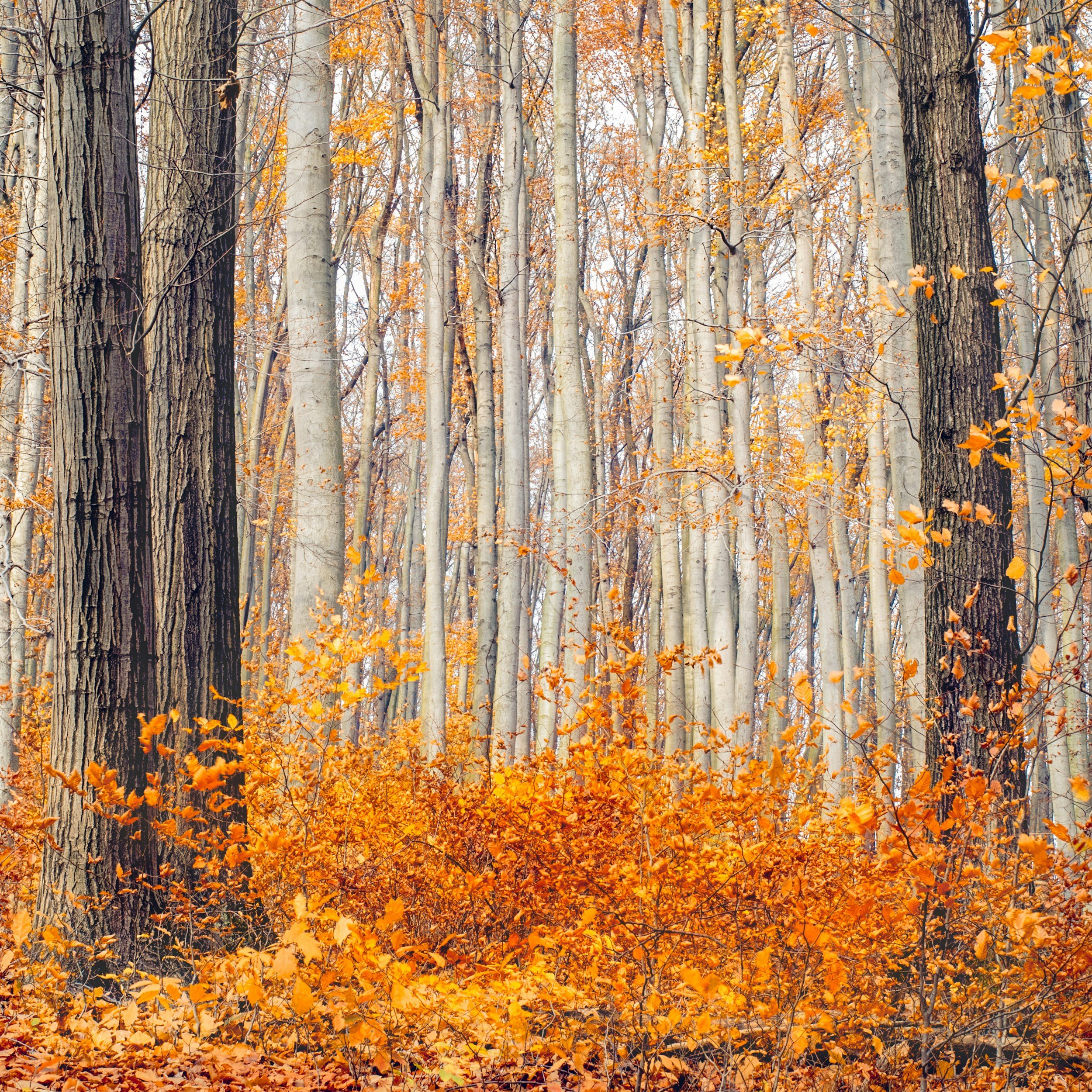 Autumn scene in a forest with tall, leafless trees and orange and yellow fallen leaves and foliage on the ground.