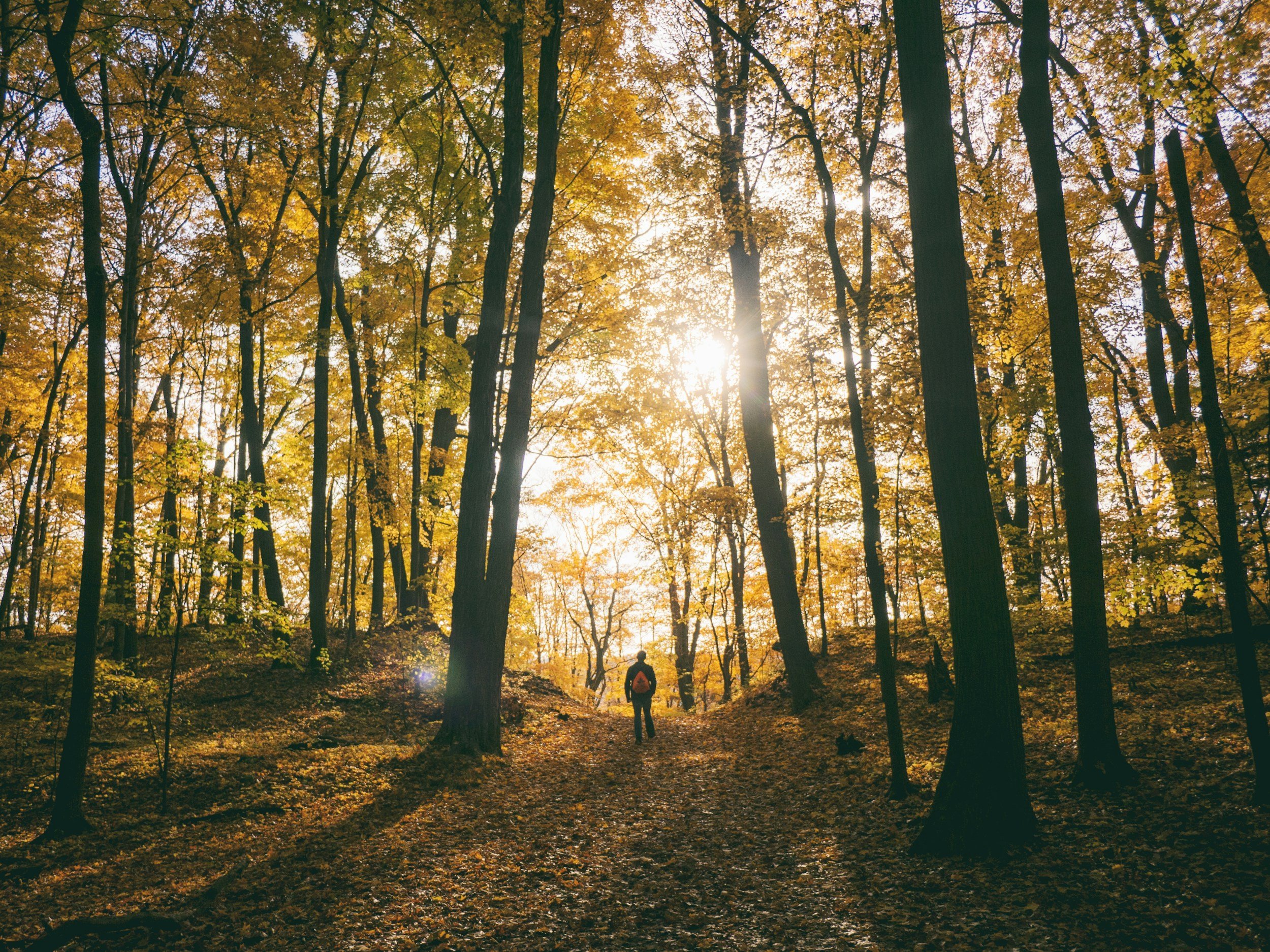 A person walking down a forest trail with autumn-colored leaves on the trees and ground, sunlight filtering through the trees.
