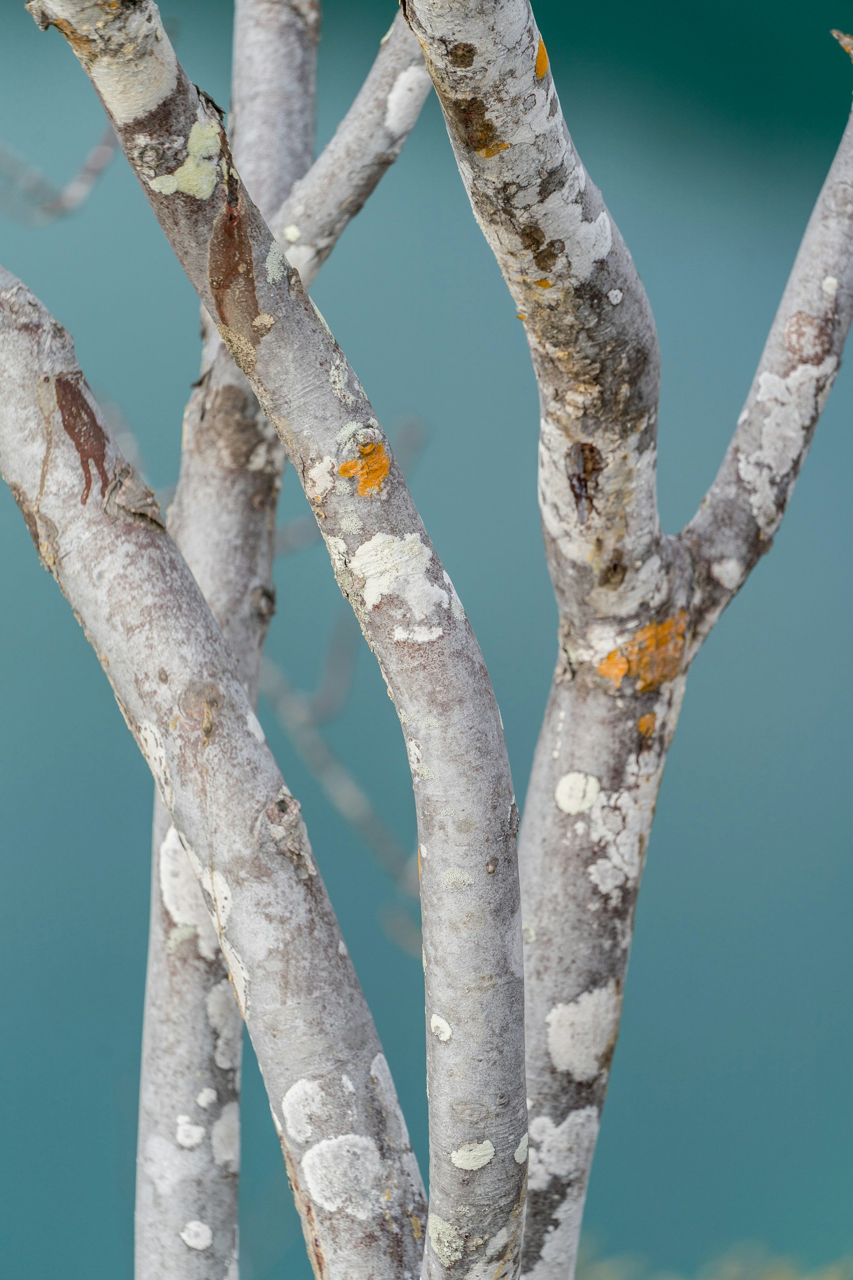 Close-up of tree branches with gray bark and patches of lichen, set against a teal background.