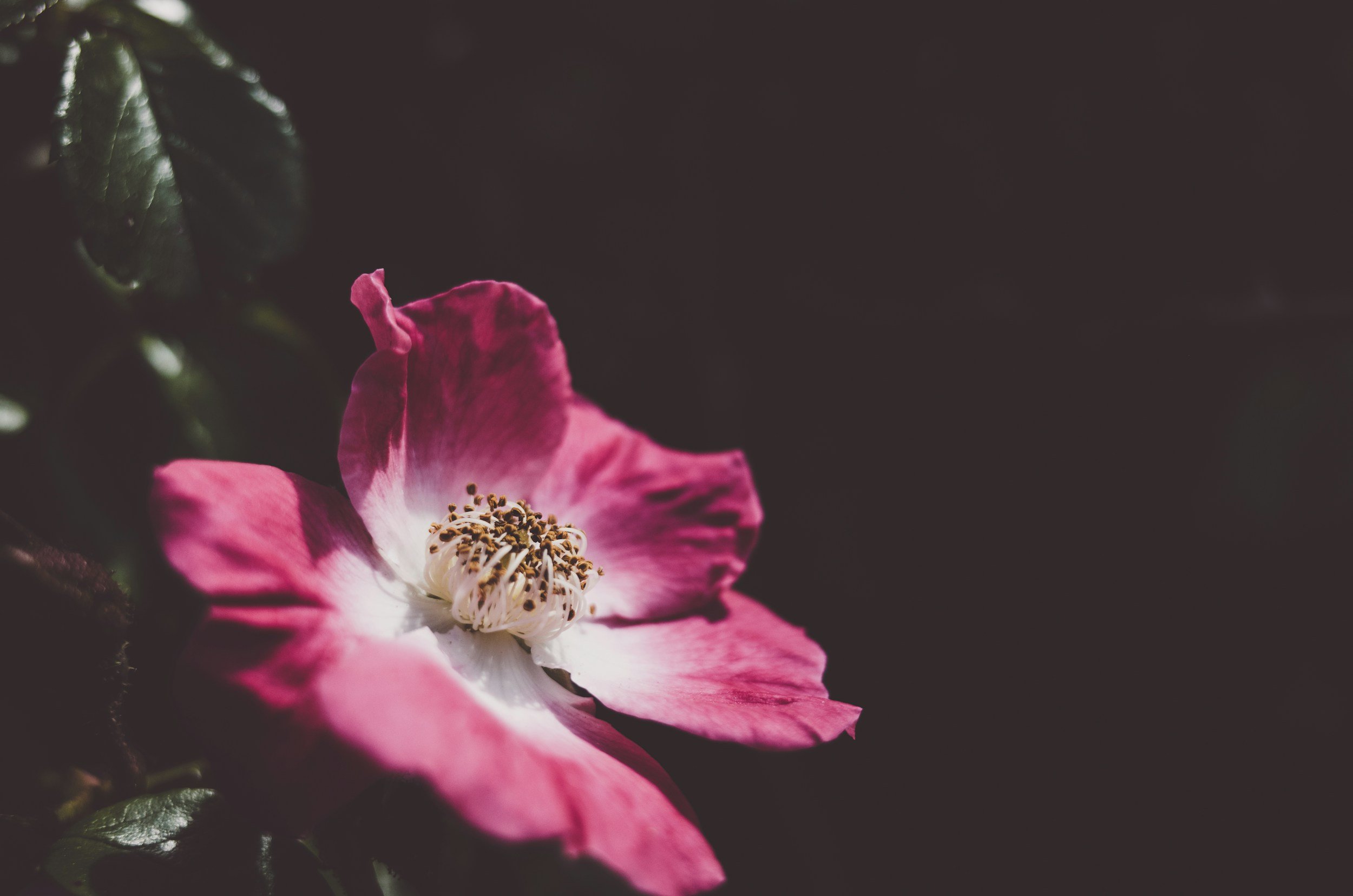 Close-up of a pink and white flower with dark stamens, against a black background